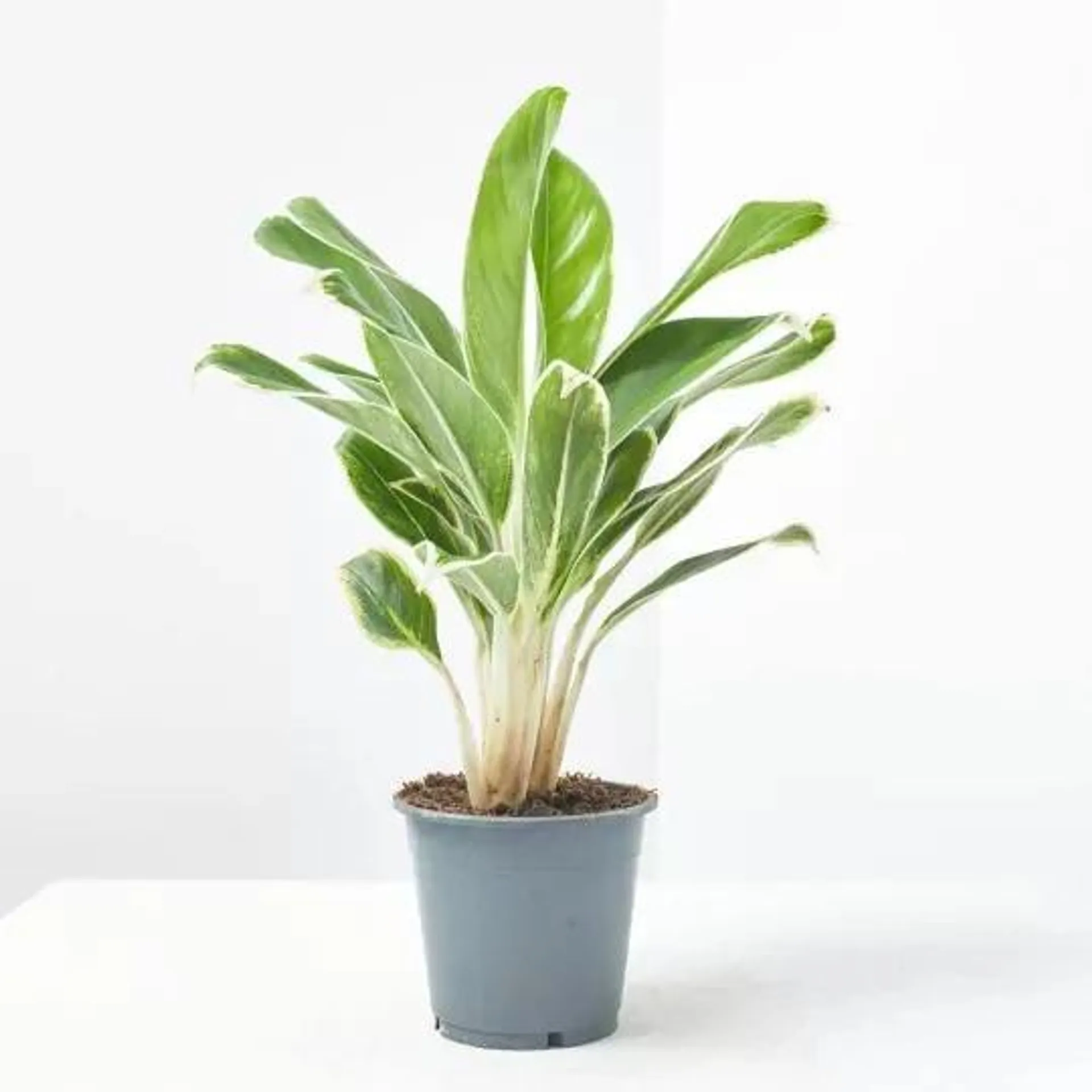 AGLAONEMA WHITE LIME MACETA 12CM