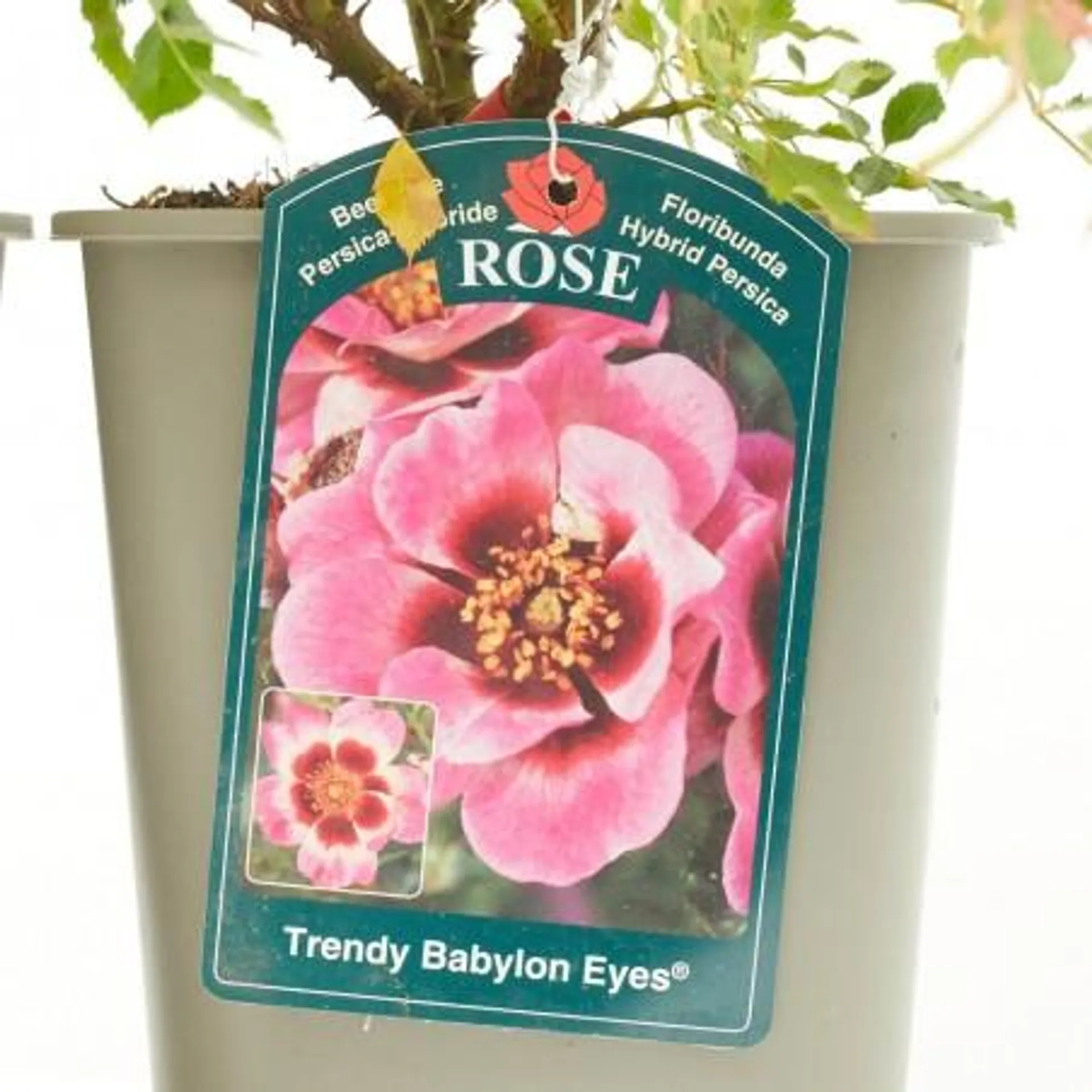 ROSAL BABYLON 4L