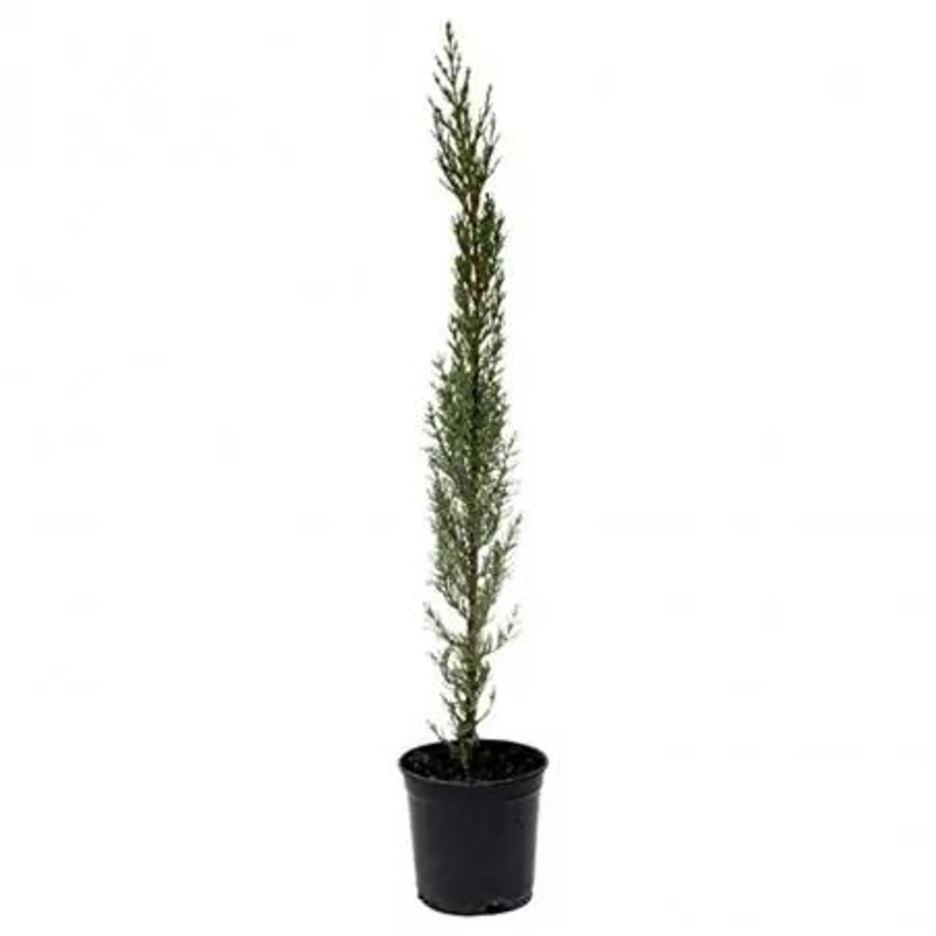 CIPRES COMUN (CUPRESSUS SEMPERVIRENS)