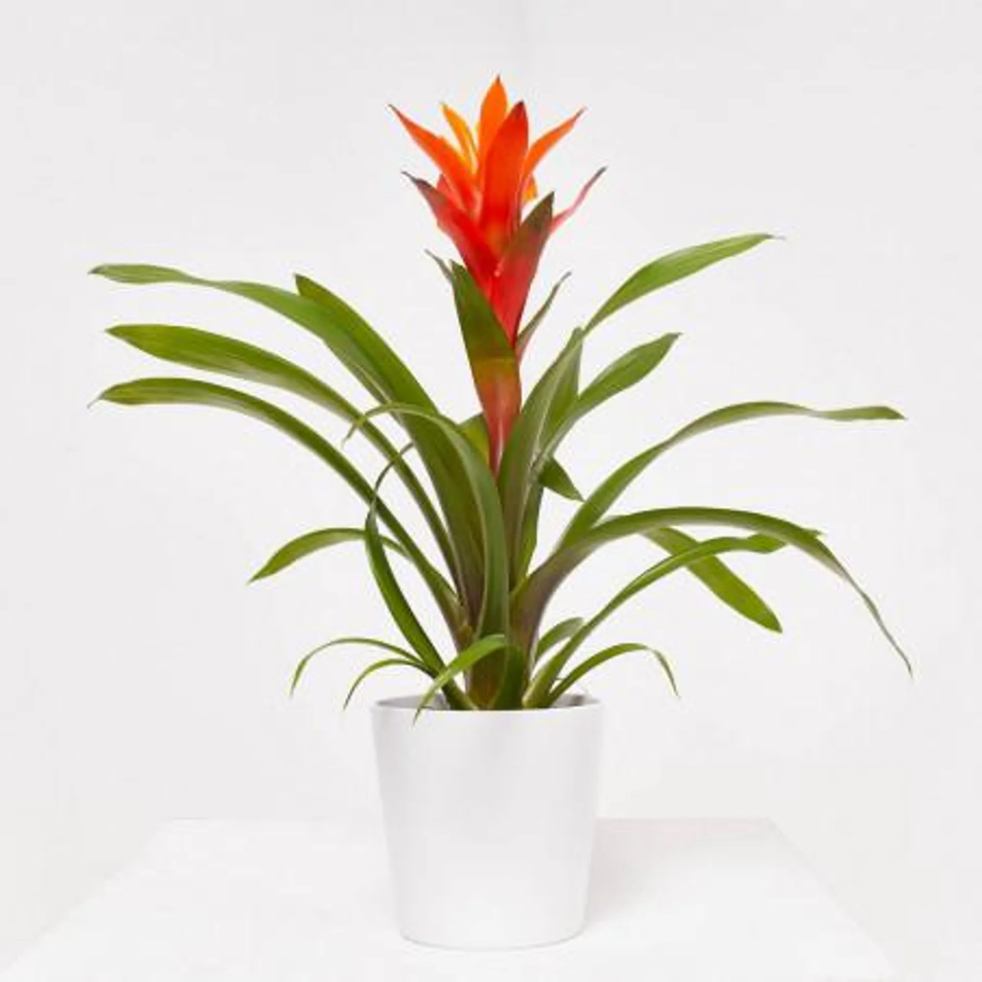 GUZMANIA MÁXIMA MIX MACETA 13CM