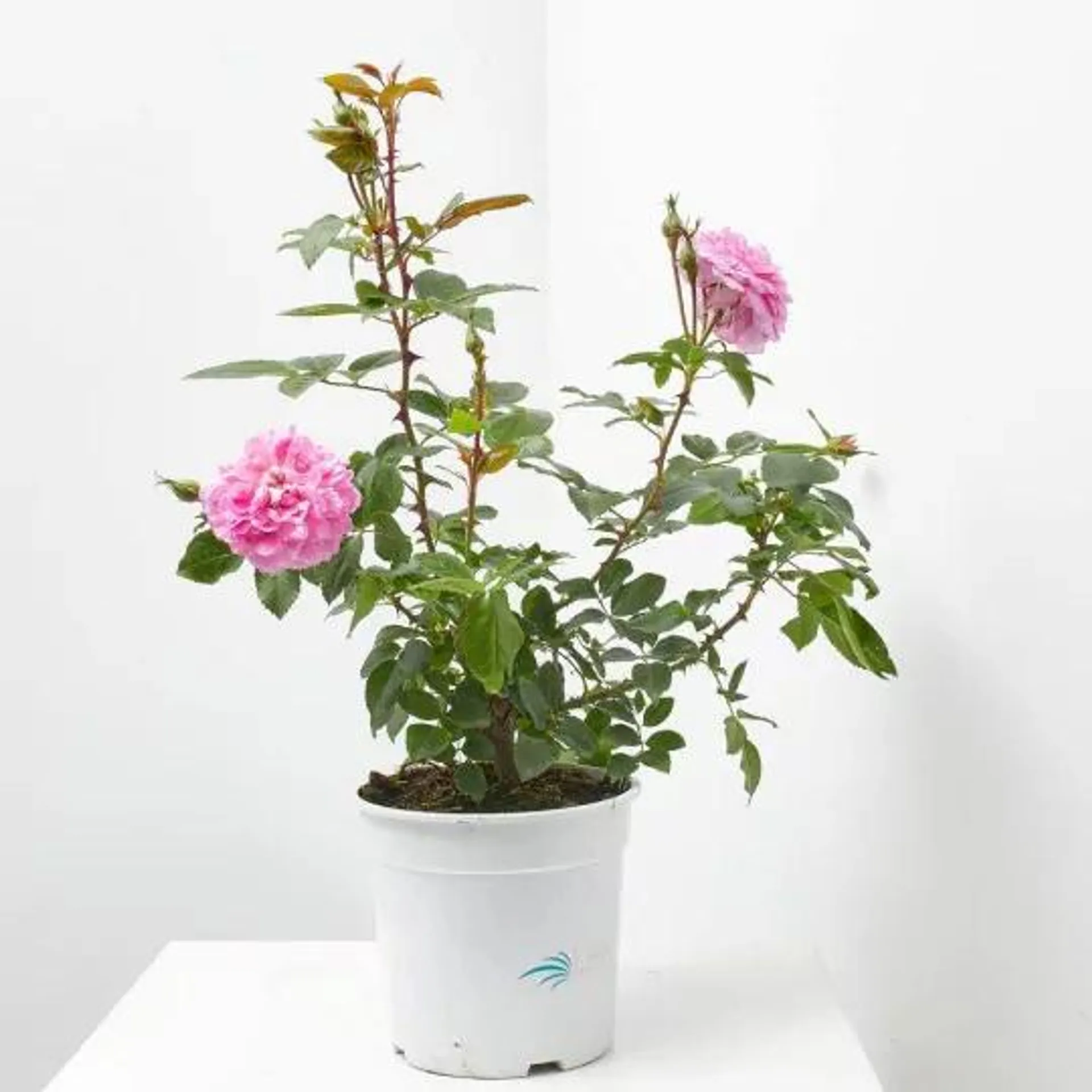 ROSAL FLORIBUNDA MACETA 3L