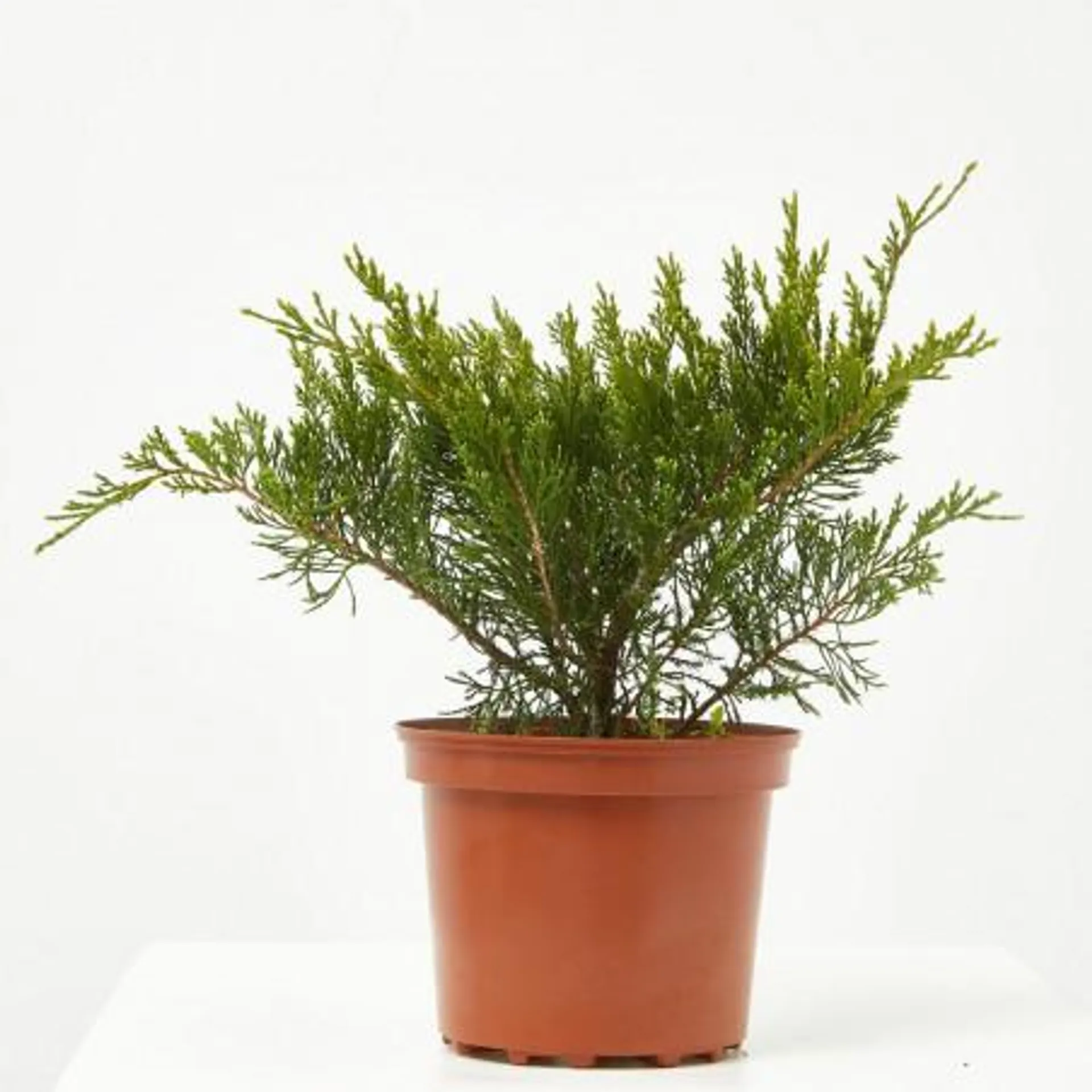 JUNIPERUS TAPIZANTE MACETA 3 LITROS