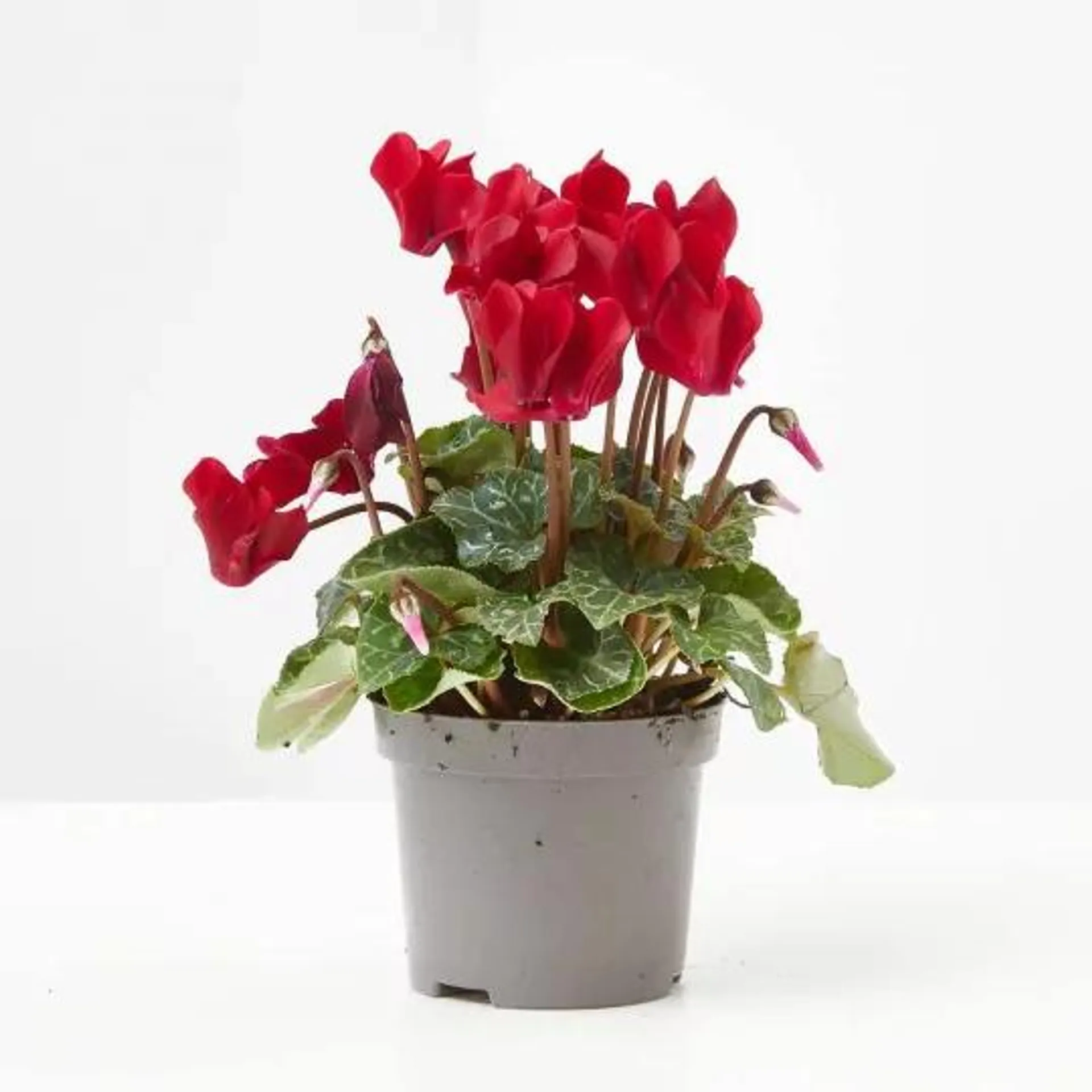 CYCLAMEN X6