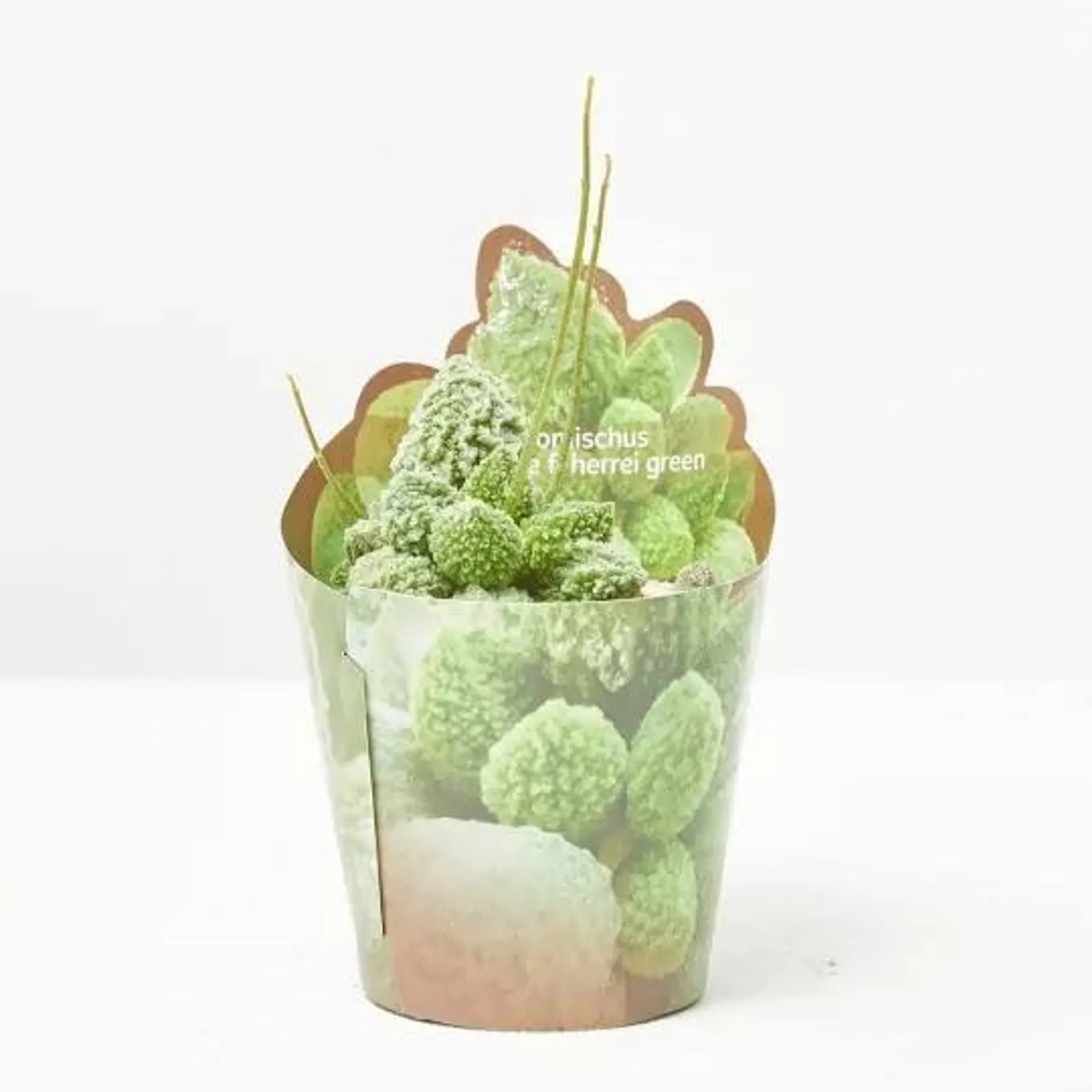 ADROMISCHUS HERREI RED CORAL MACETA 6.5CM