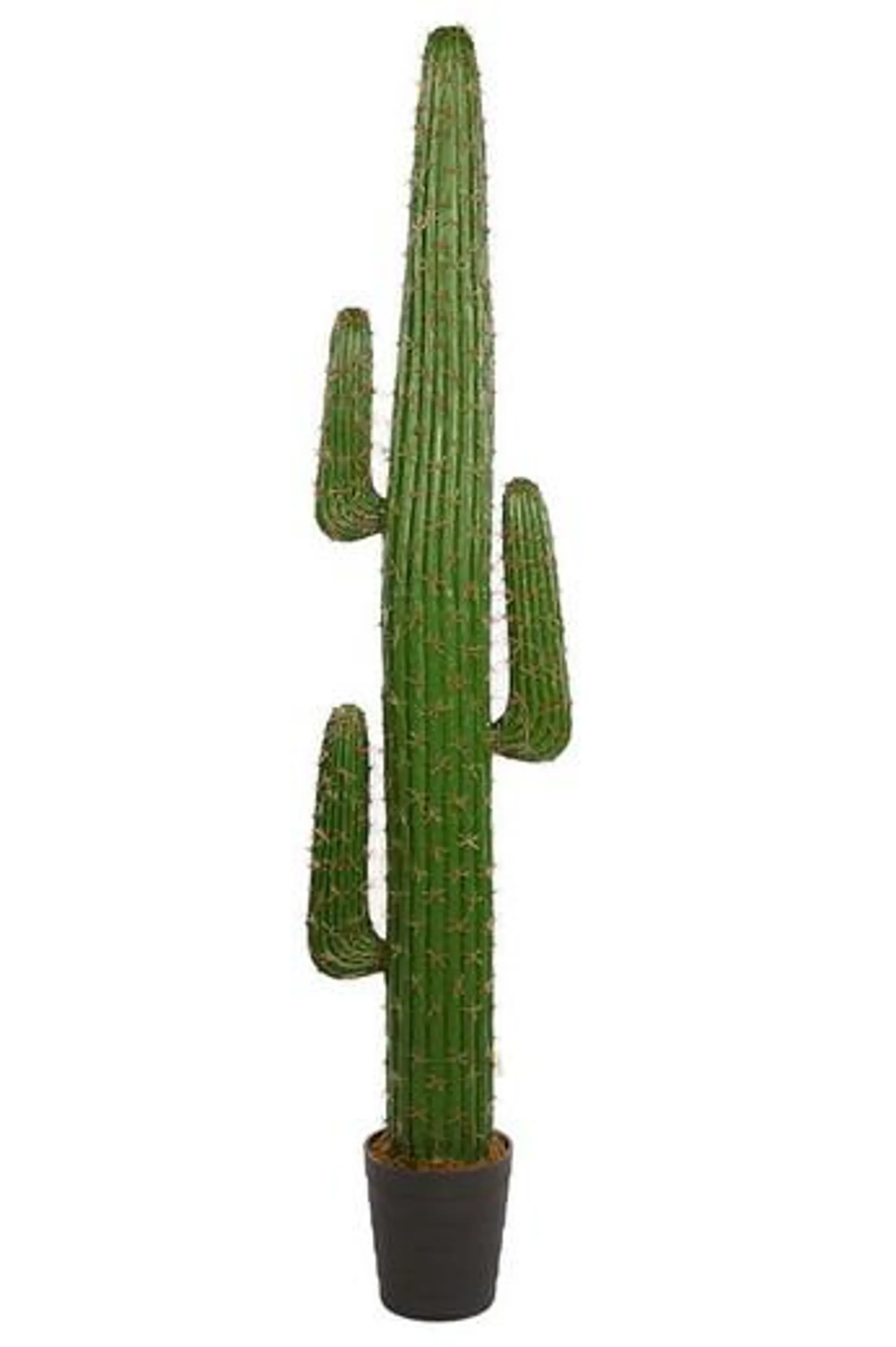 Saguaro Cactus 1.73