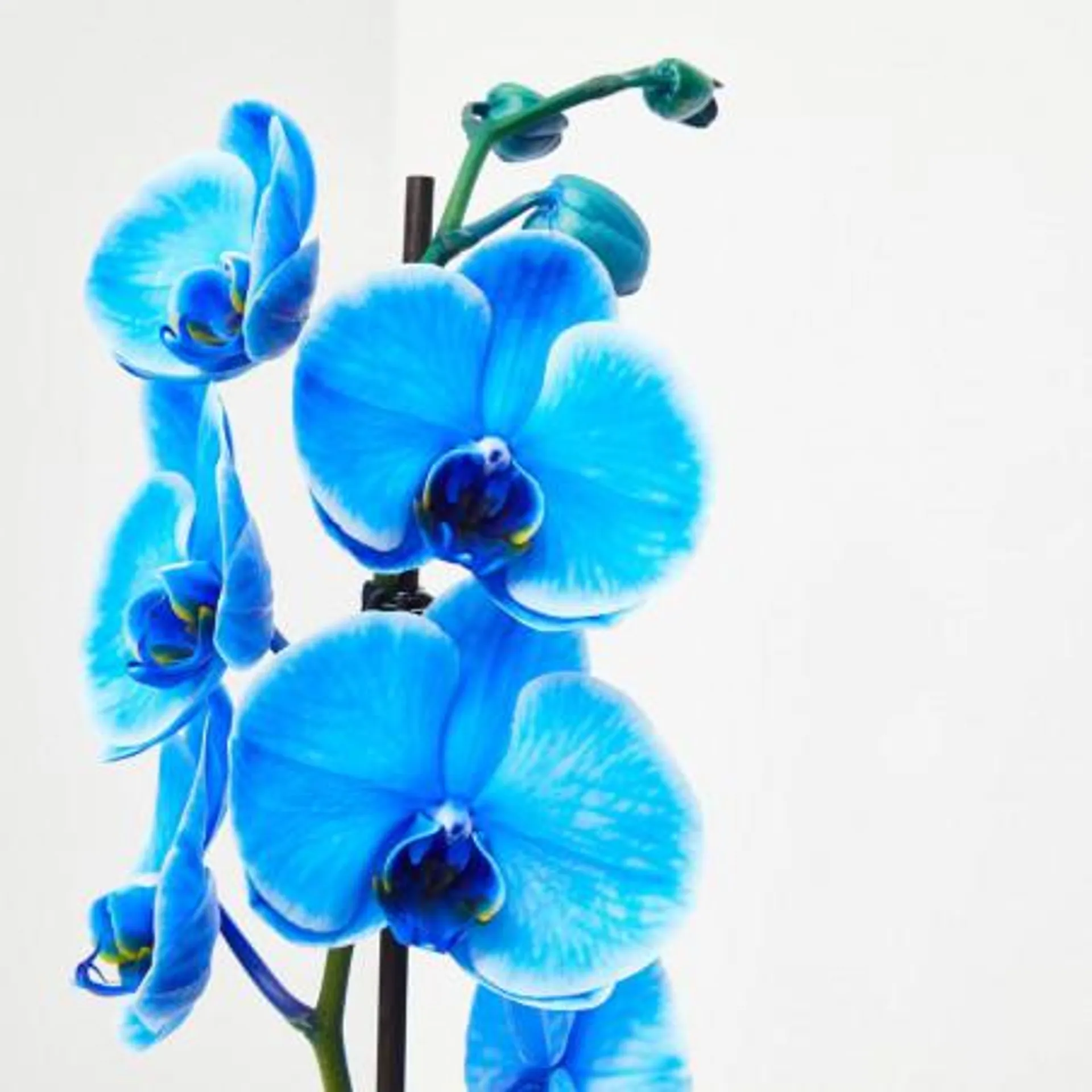 ORQUIDEA PHALAENOPSIS AZUL 1 TALLO EN MACETA 12CM