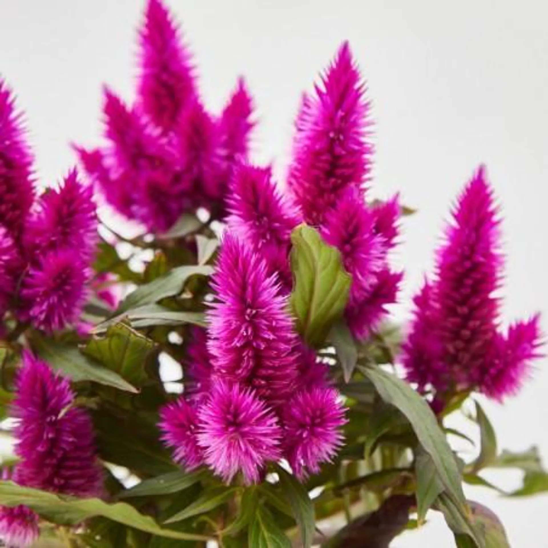 CELOSIA CARACAS