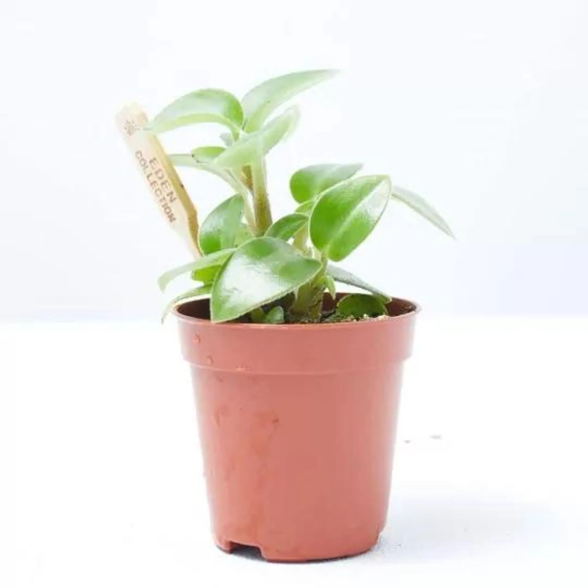 PEPEROMIA BAMBINO MACETA 6CM