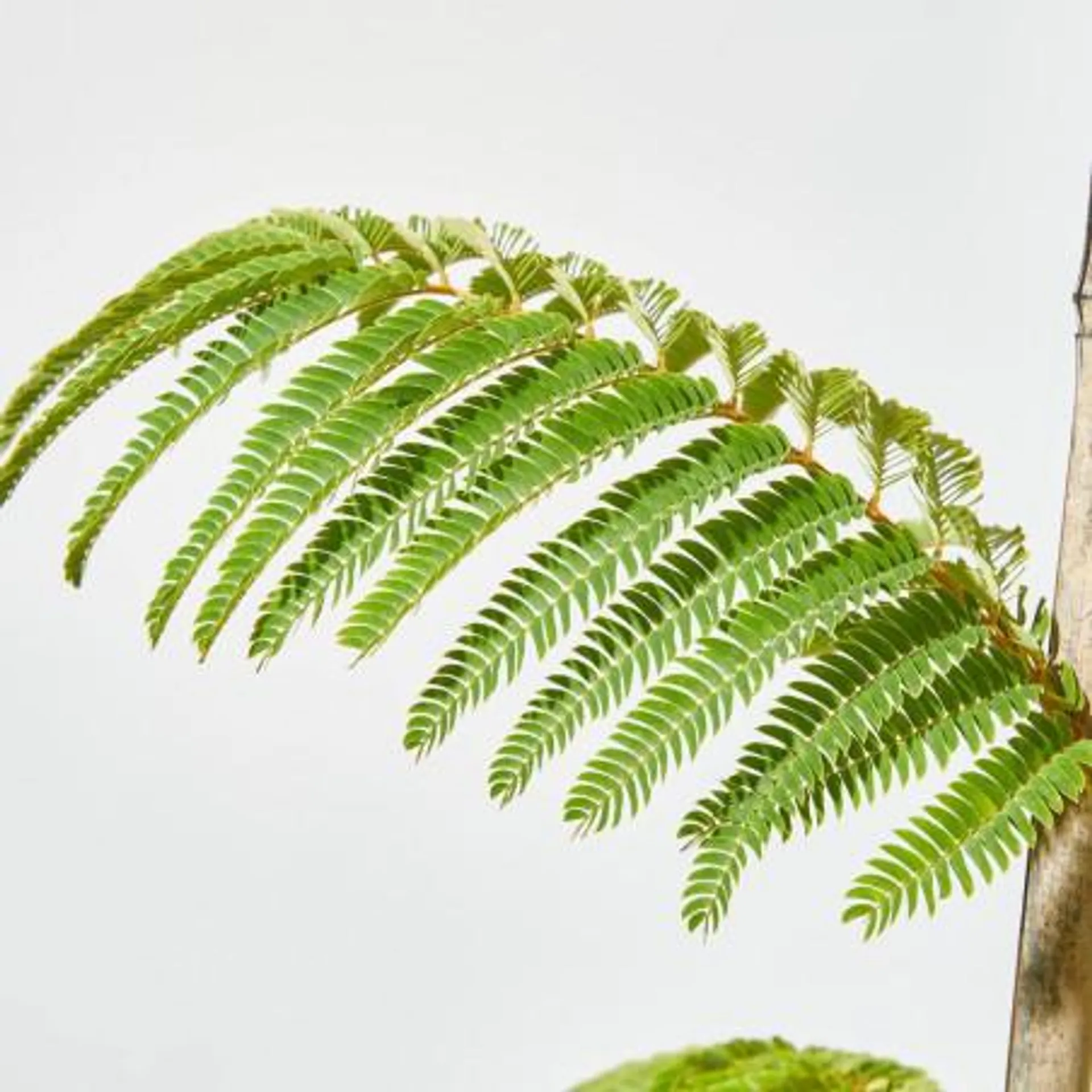 ALBIZIA MACETA 24CM