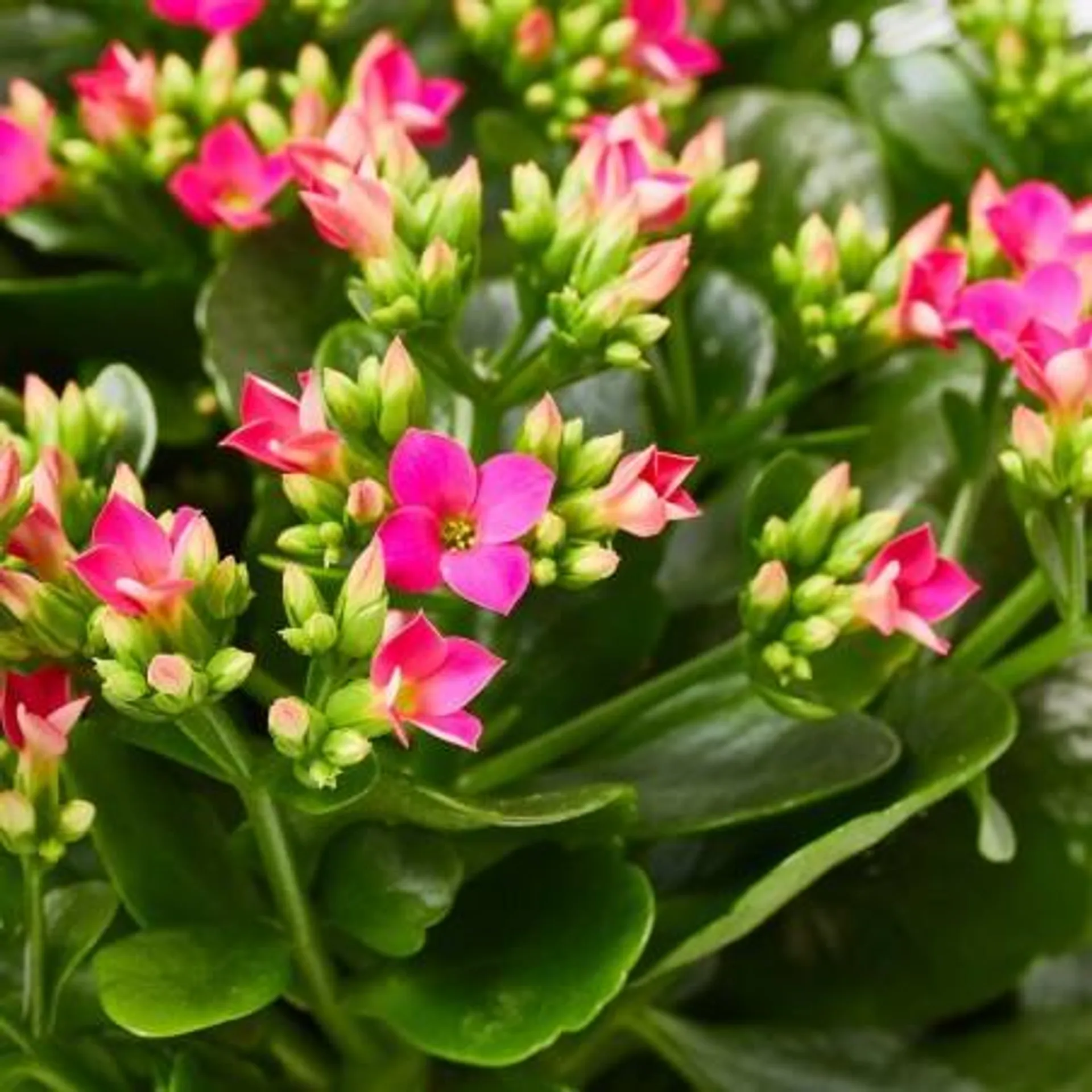 KALANCHOE FLOR SENCILLA ROSA FUERTE TARRINA 23CM