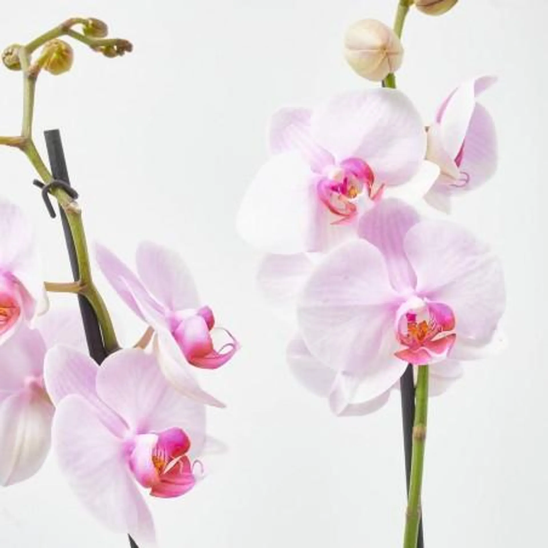 ORQUÍDEA PHALAENOPSIS 2T + MACETERO VIBES BLANCO