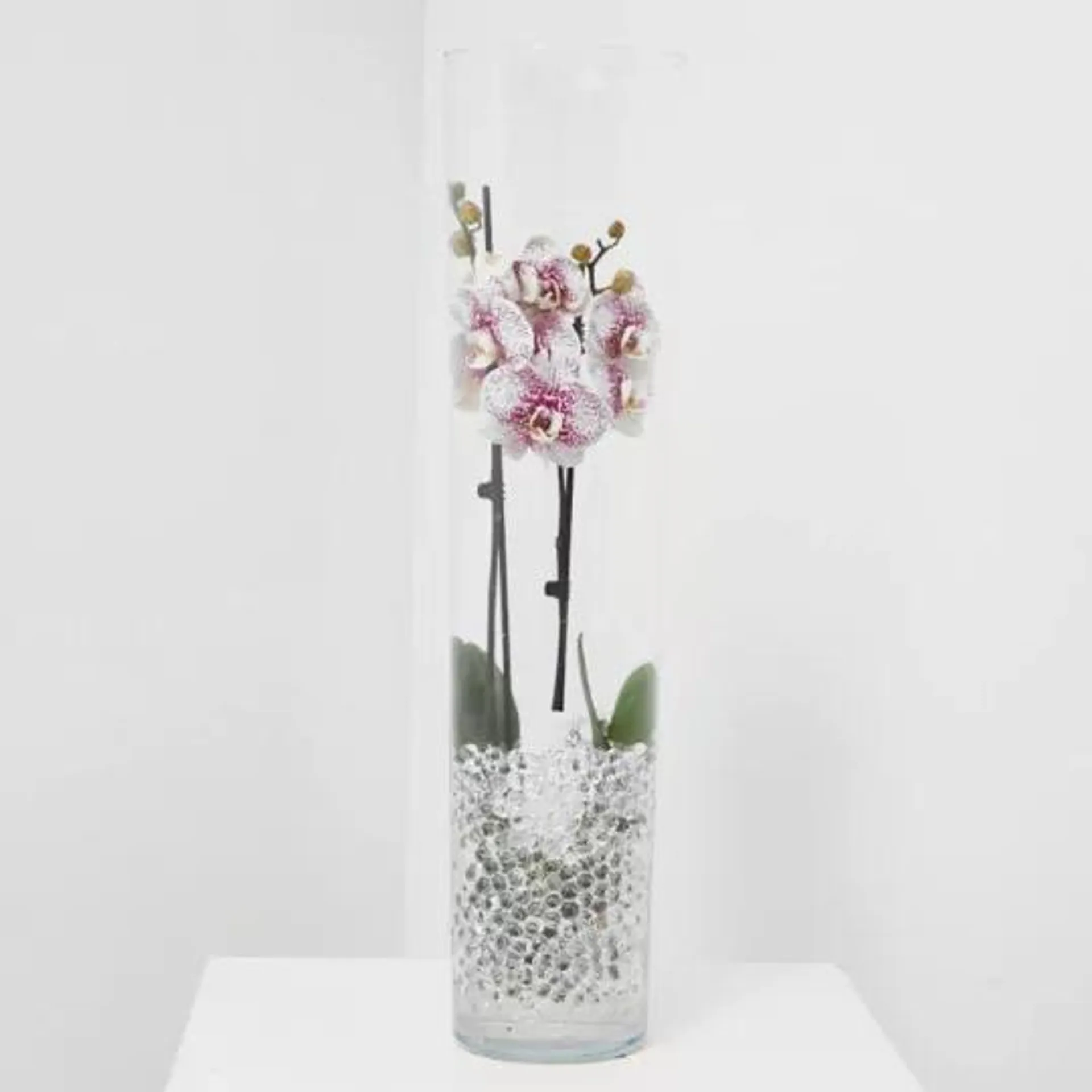 ORQUÍDEA PHALAENOPSIS 2 TALLOS CON JARRÓN CRISTAL 12CM