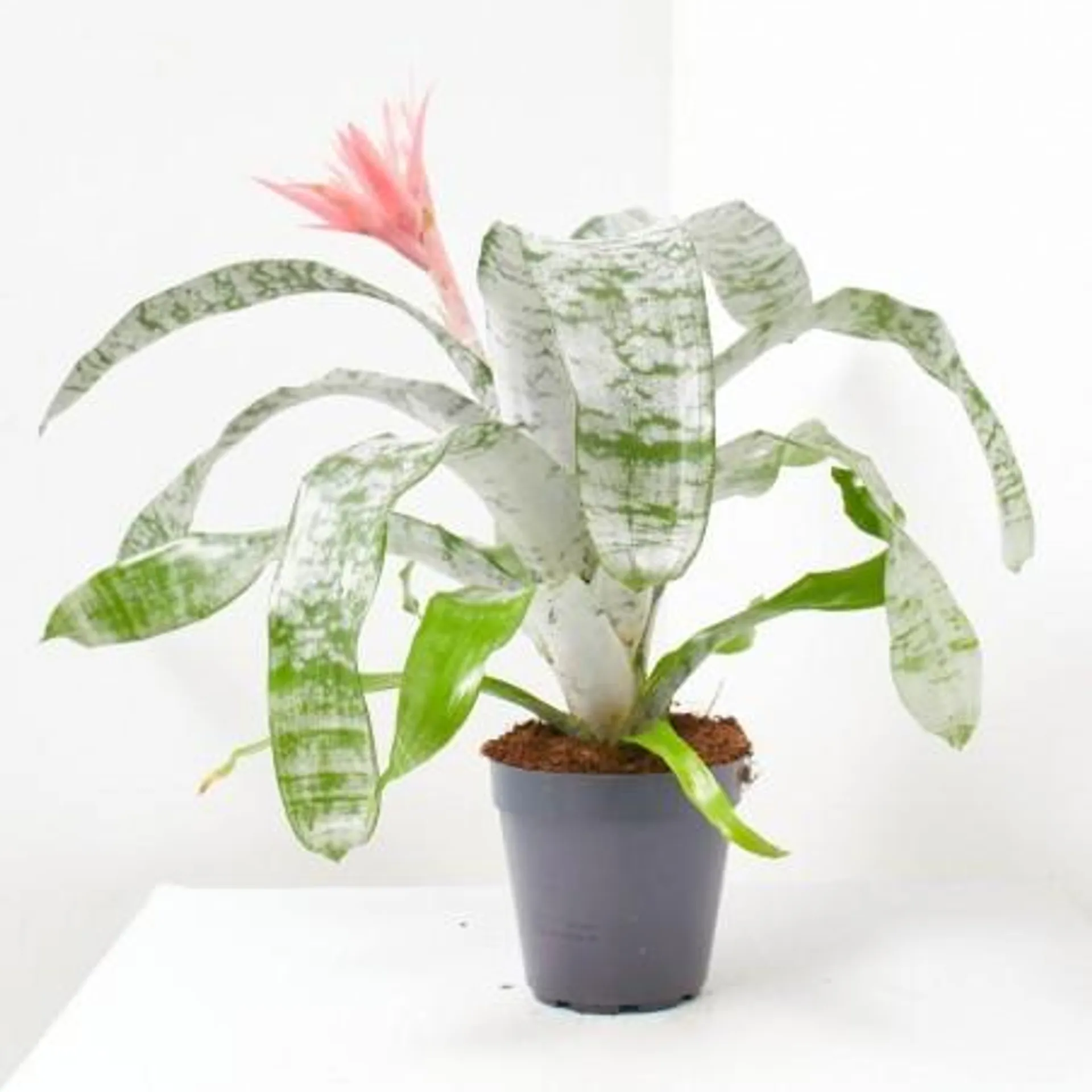 AECHMEA PRIMERA MACETA 15CM XXL