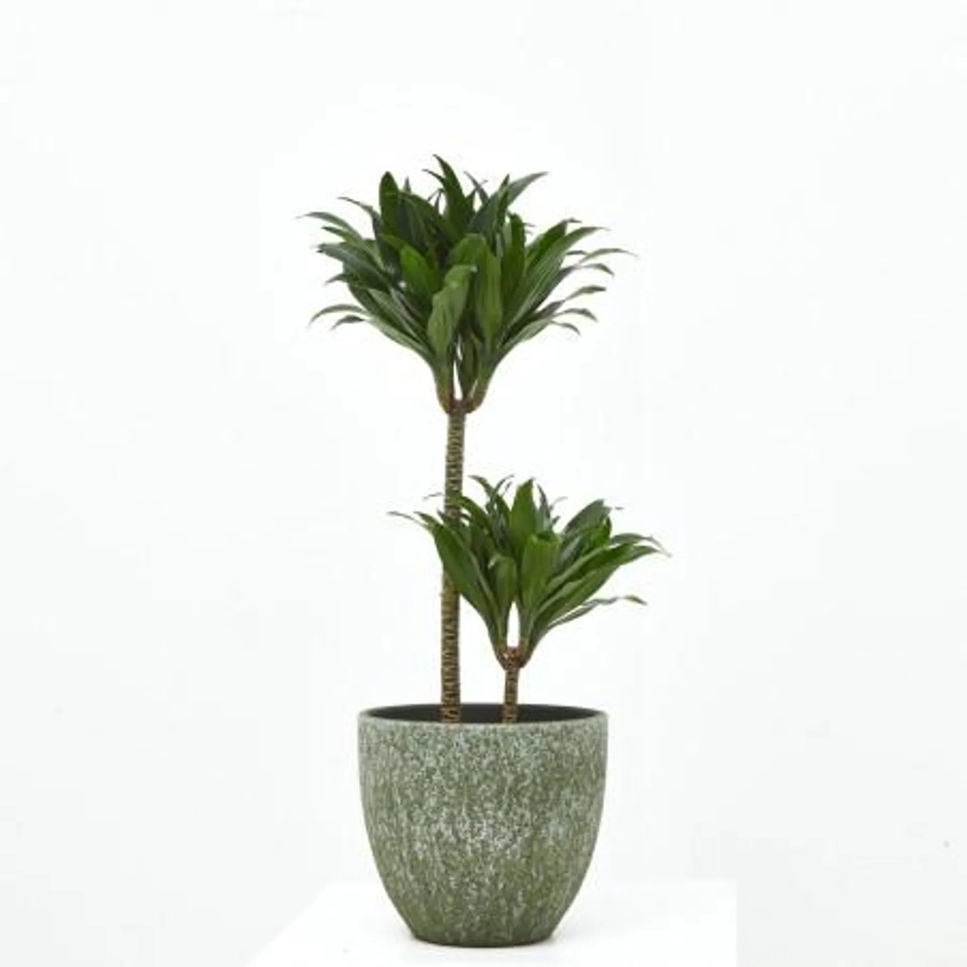 DRACENA COMPACTA