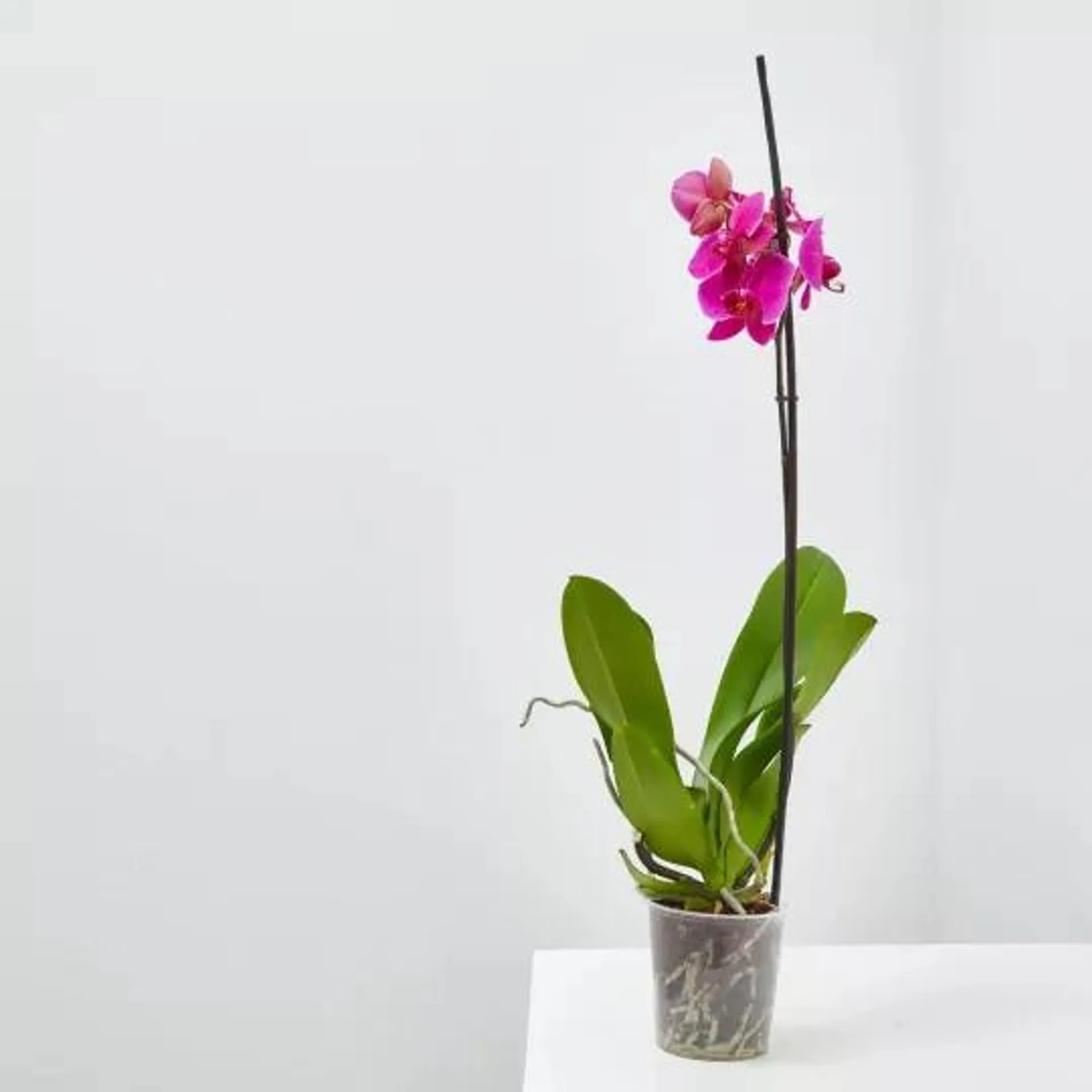 ORQUÍDEA FUCSIA 1TALLO EN MACETA 12CM.