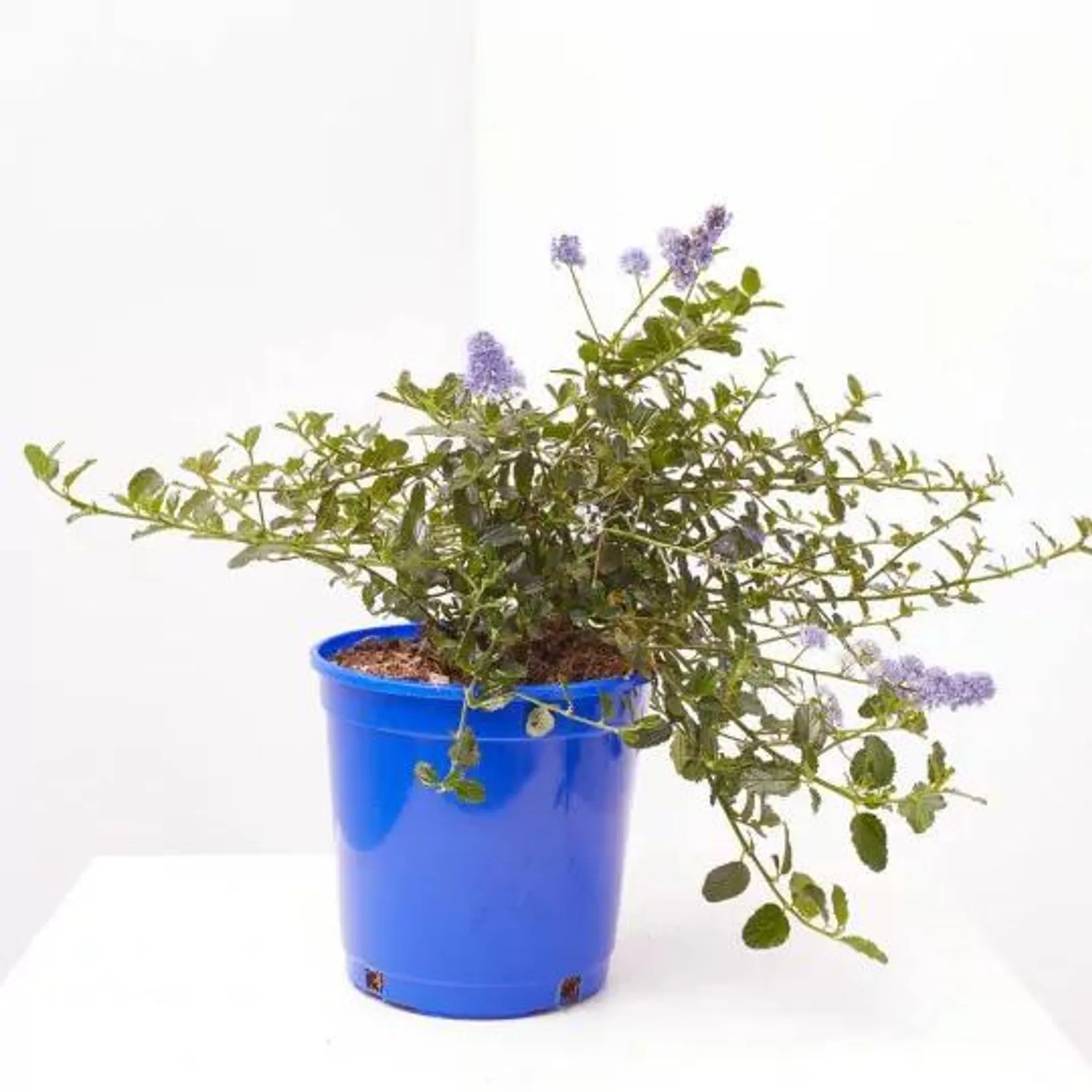 CEANOTHUS MACETA 3L