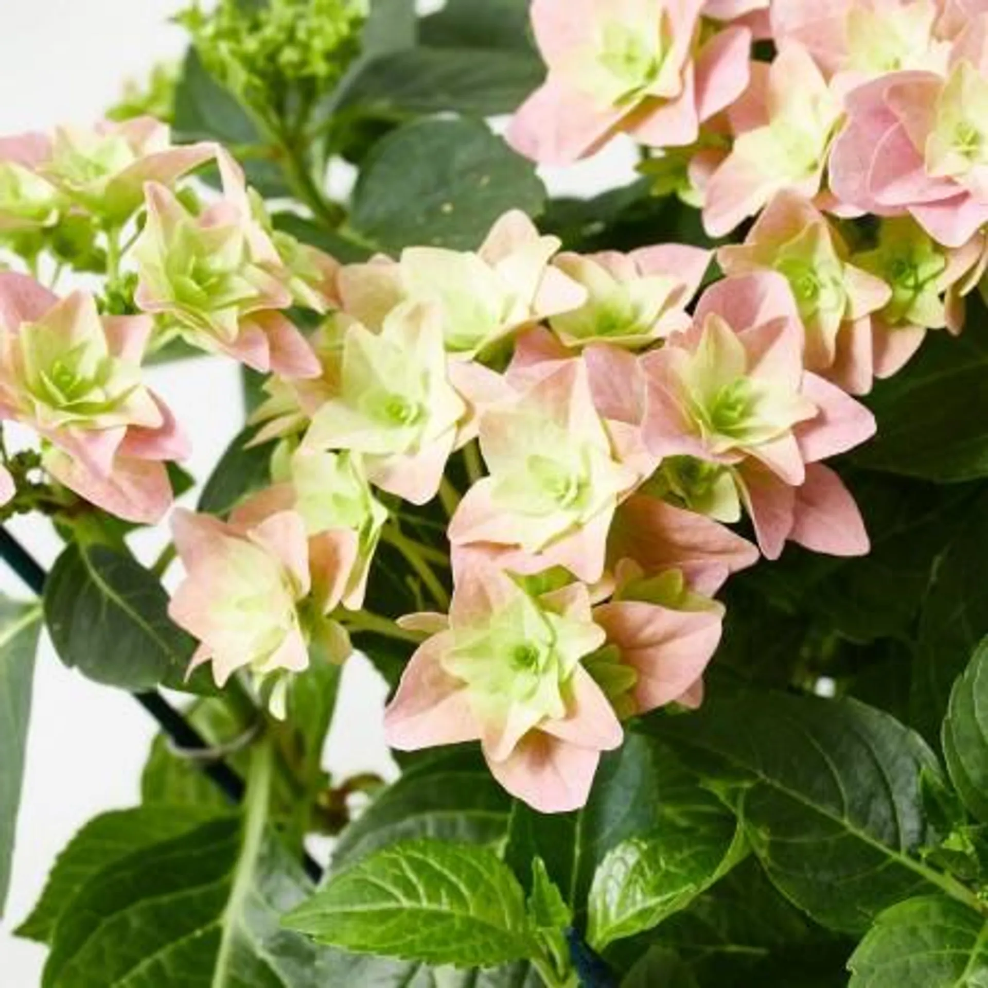 HORTENSIA FLOR ROSA TRIPLE CON CUBRE CESTA