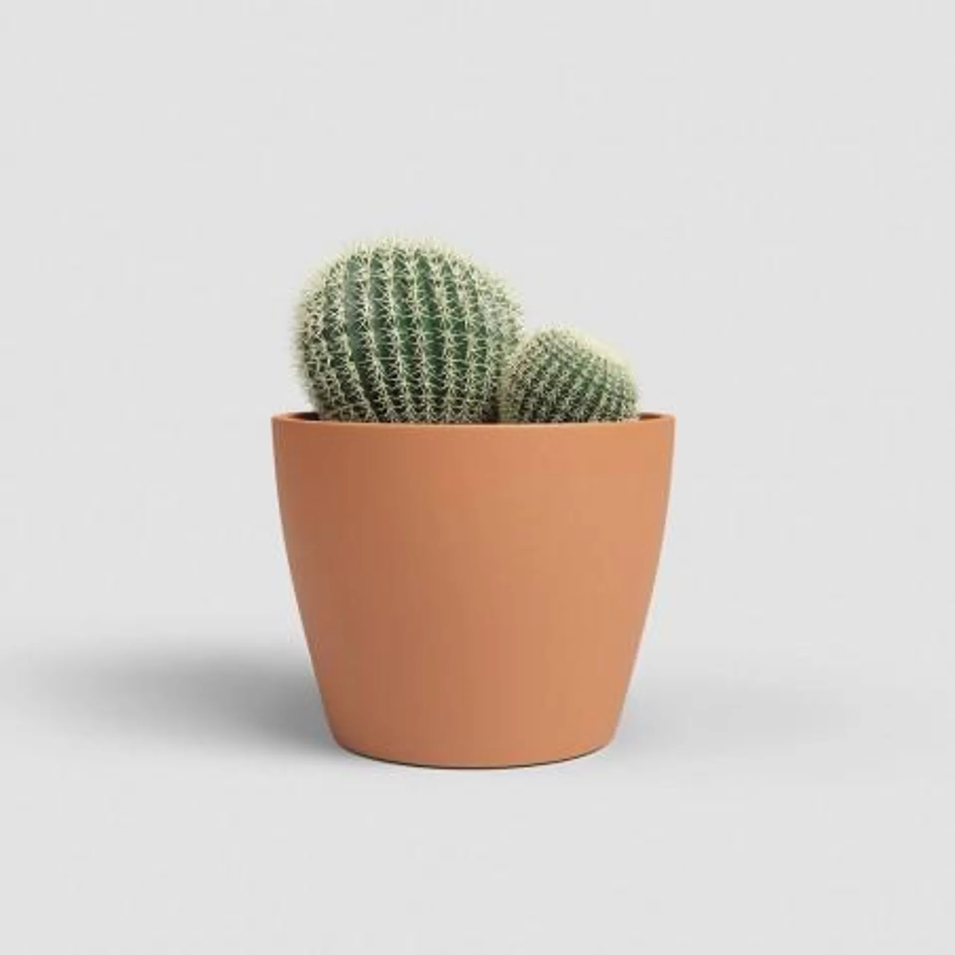 MACETERO NÚBIA CACTUS TERRACOTA