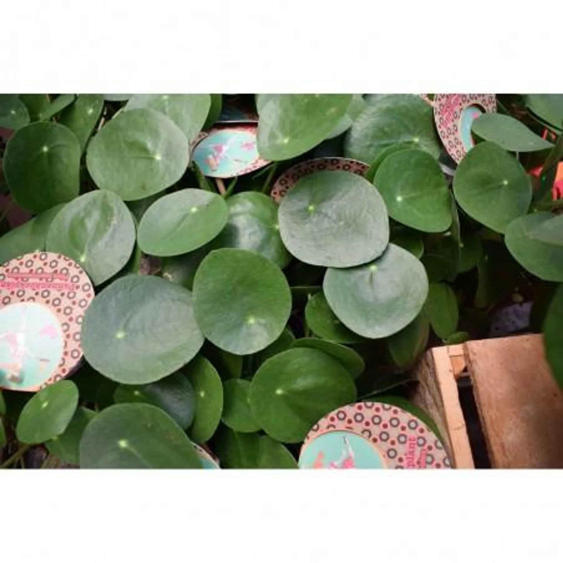 PILEA PEPEROMIOIDES MACETA 12CM