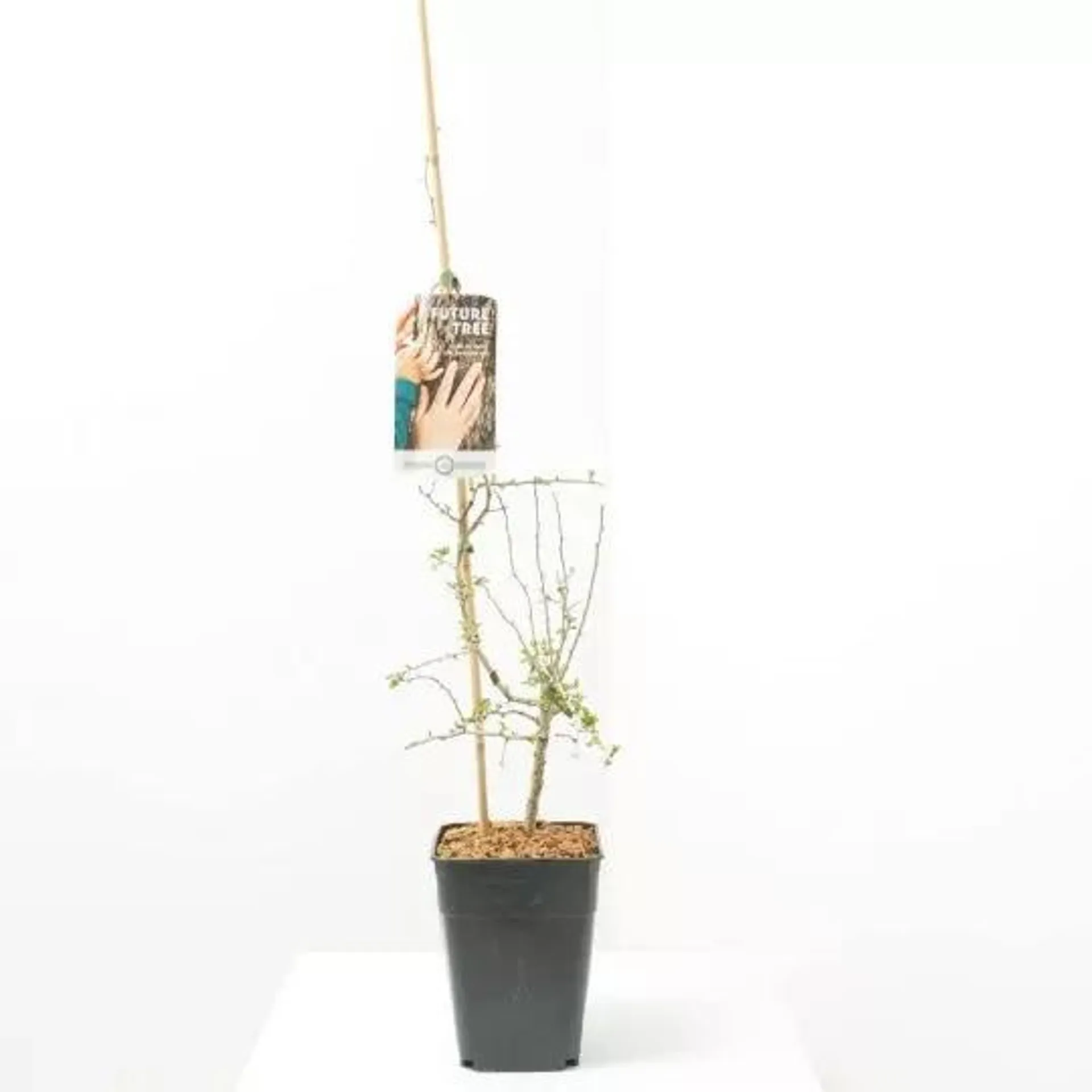 CRATAEGUS FUTURE TREE 5L