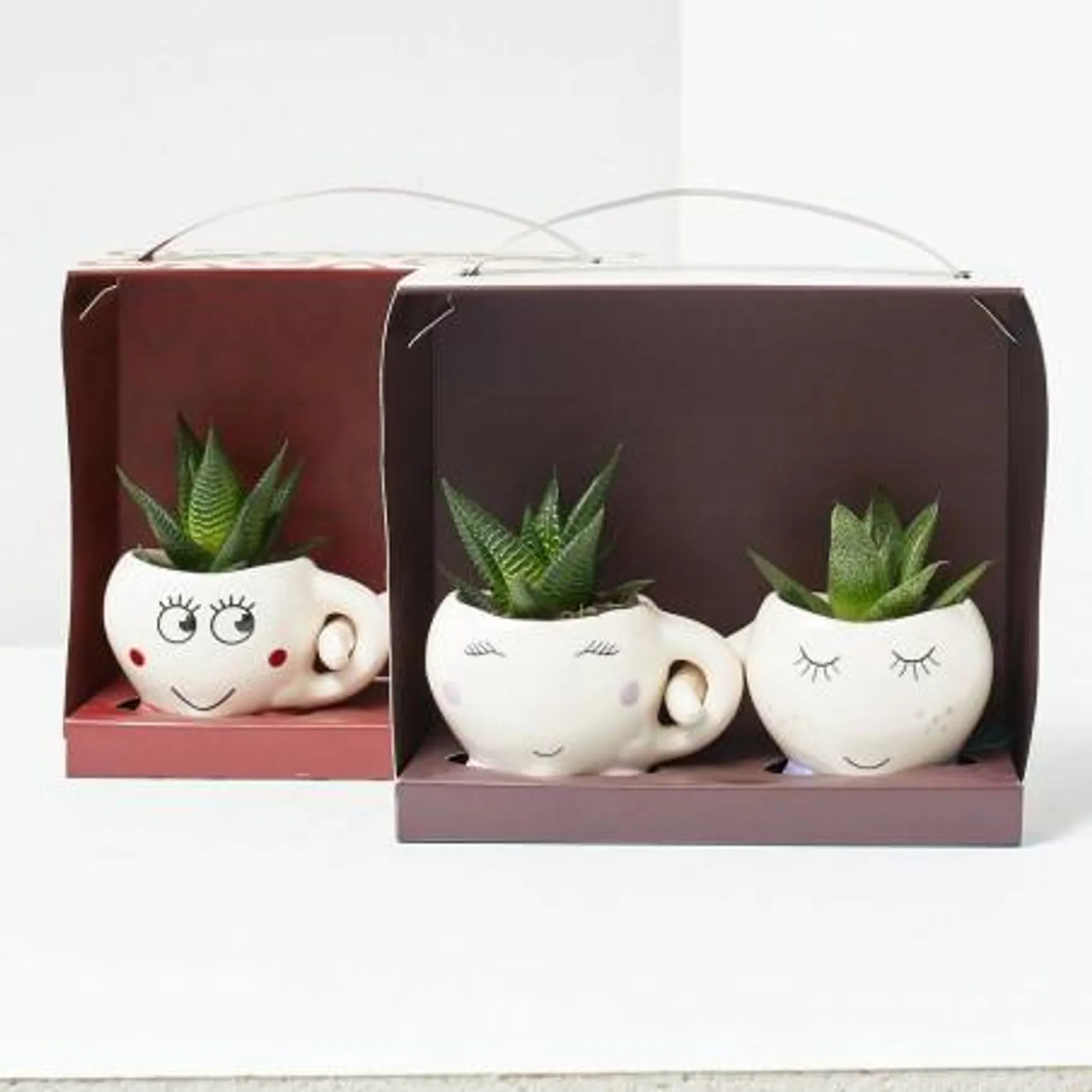 TAZAS CON PLANTA