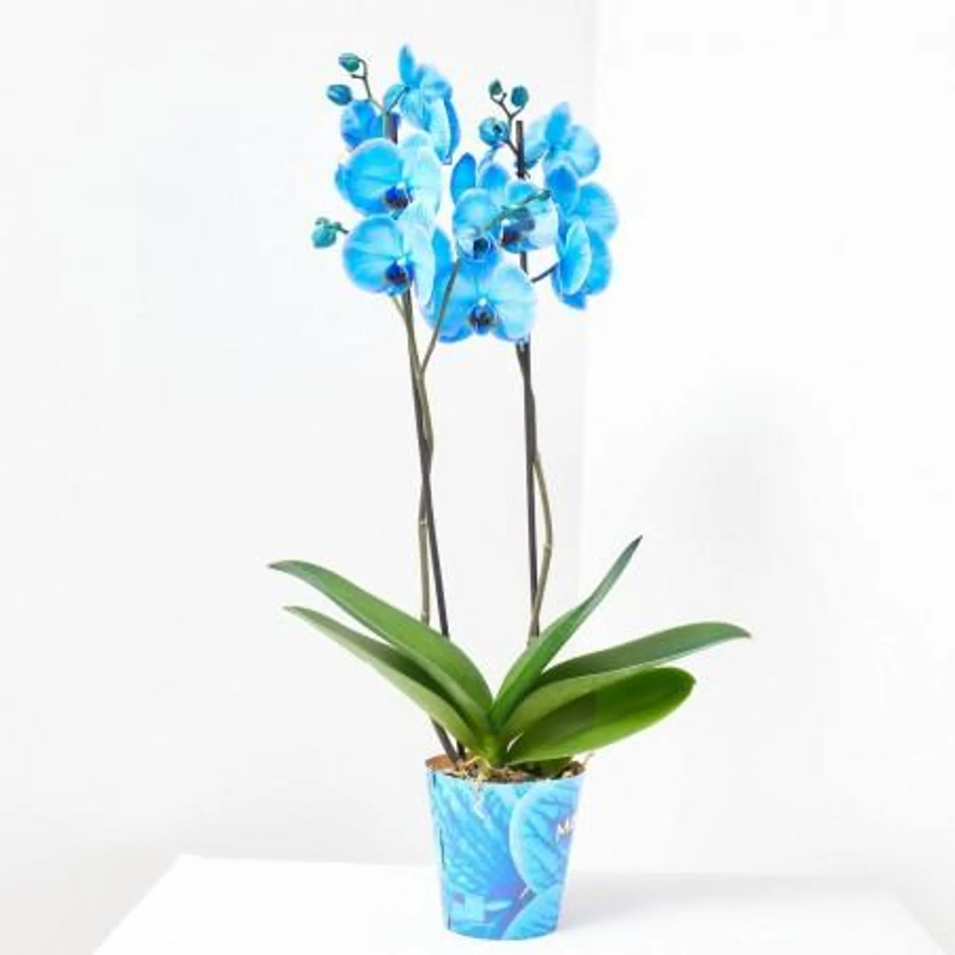 PHALAENOPSIS TINTADA AZUL FUERTE M-12 2 TALLOS