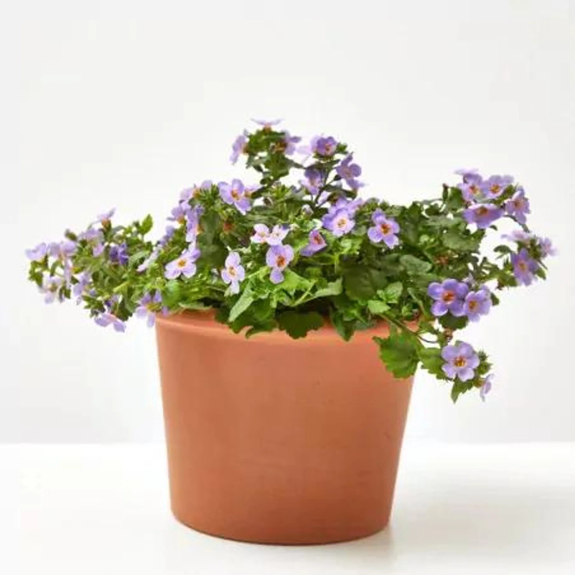 BACOPA