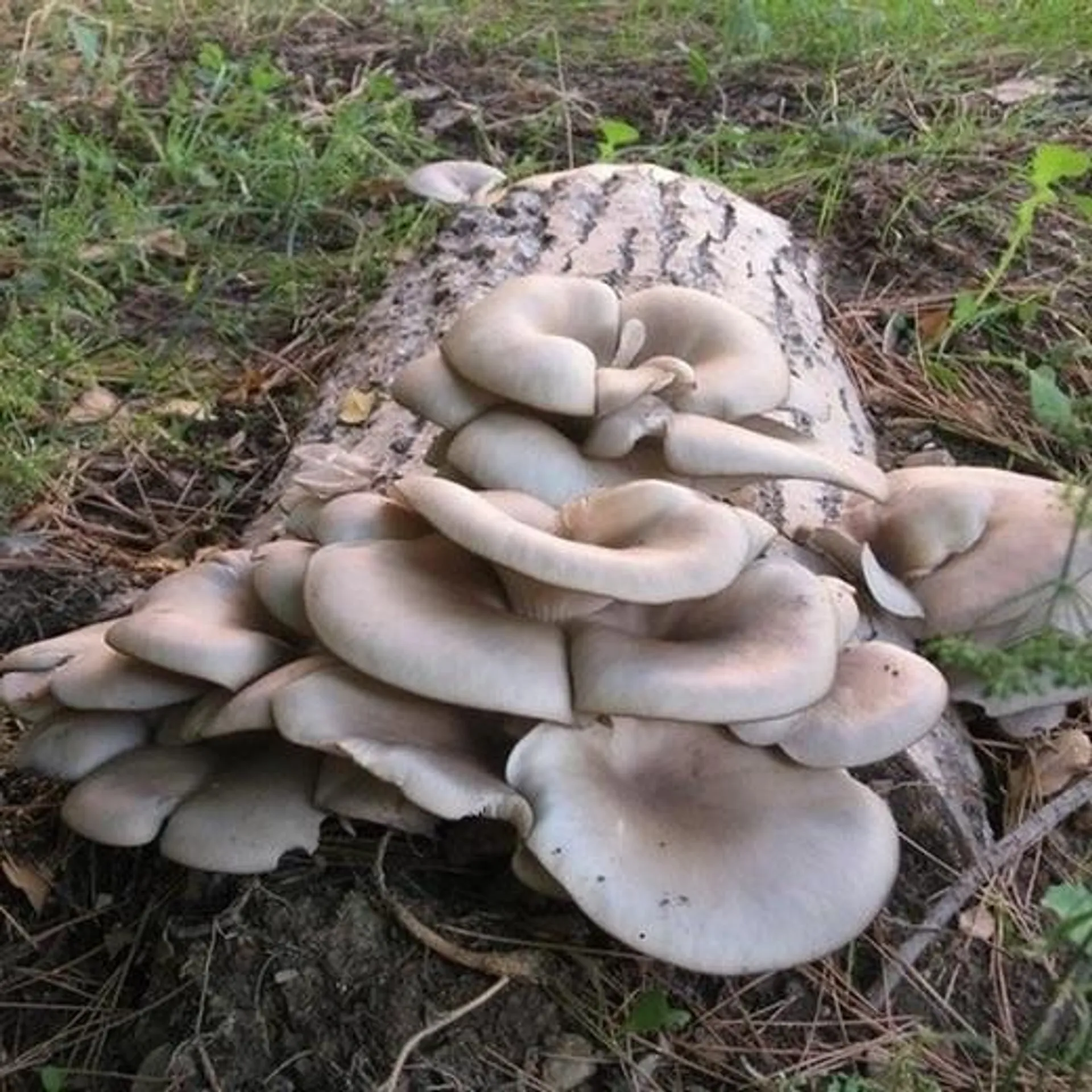 Espora de Pleurotus (Girgoles), semilla boletus para su cultivo