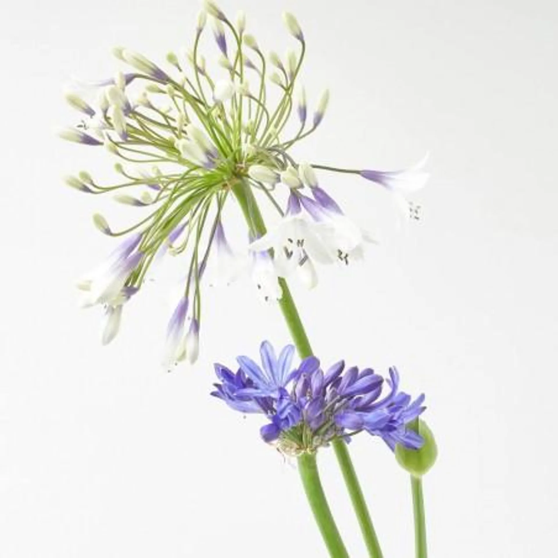 AGAPANTHUS SPECIAL MACETA 5L