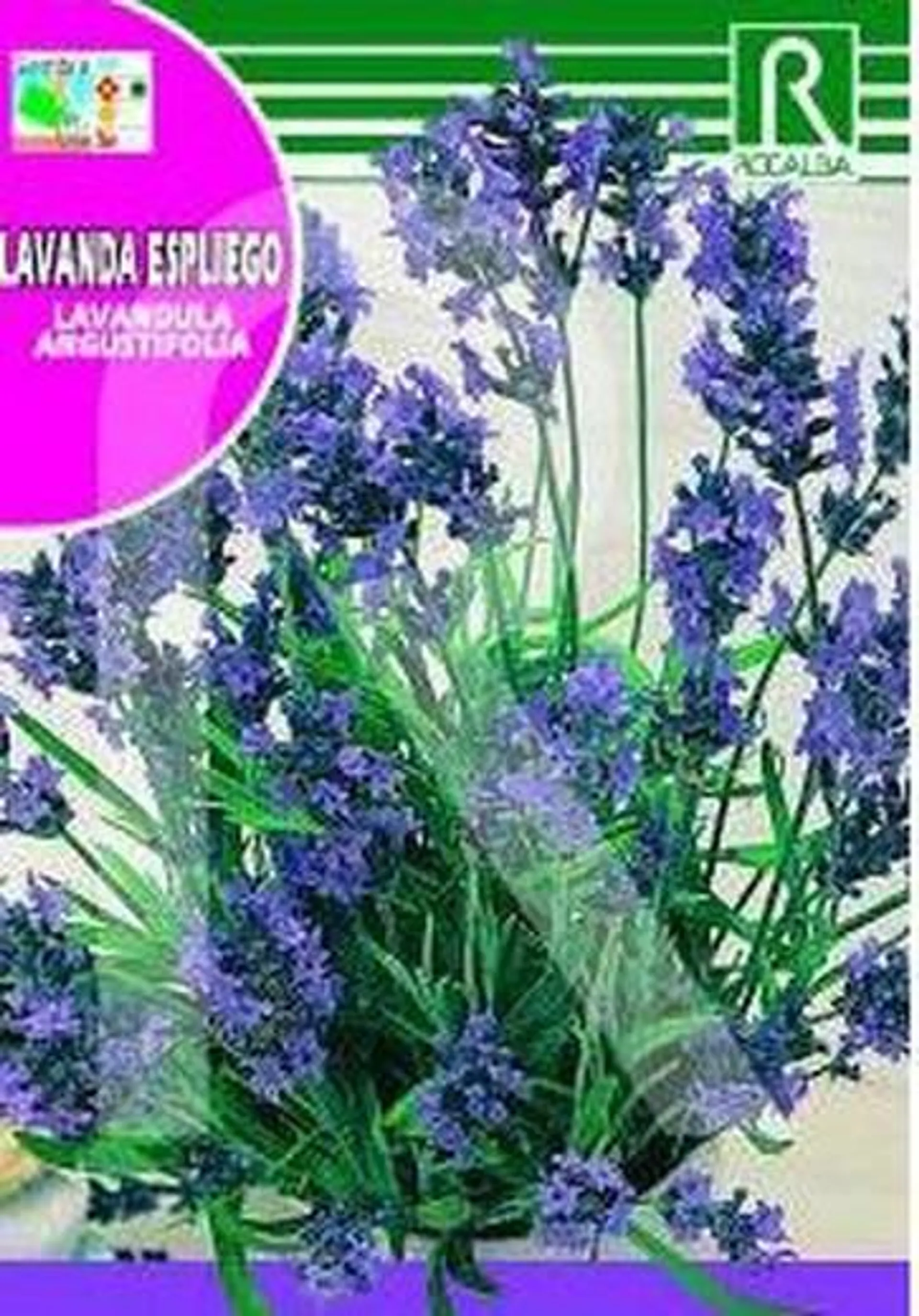 Lavanda Espliego 1g