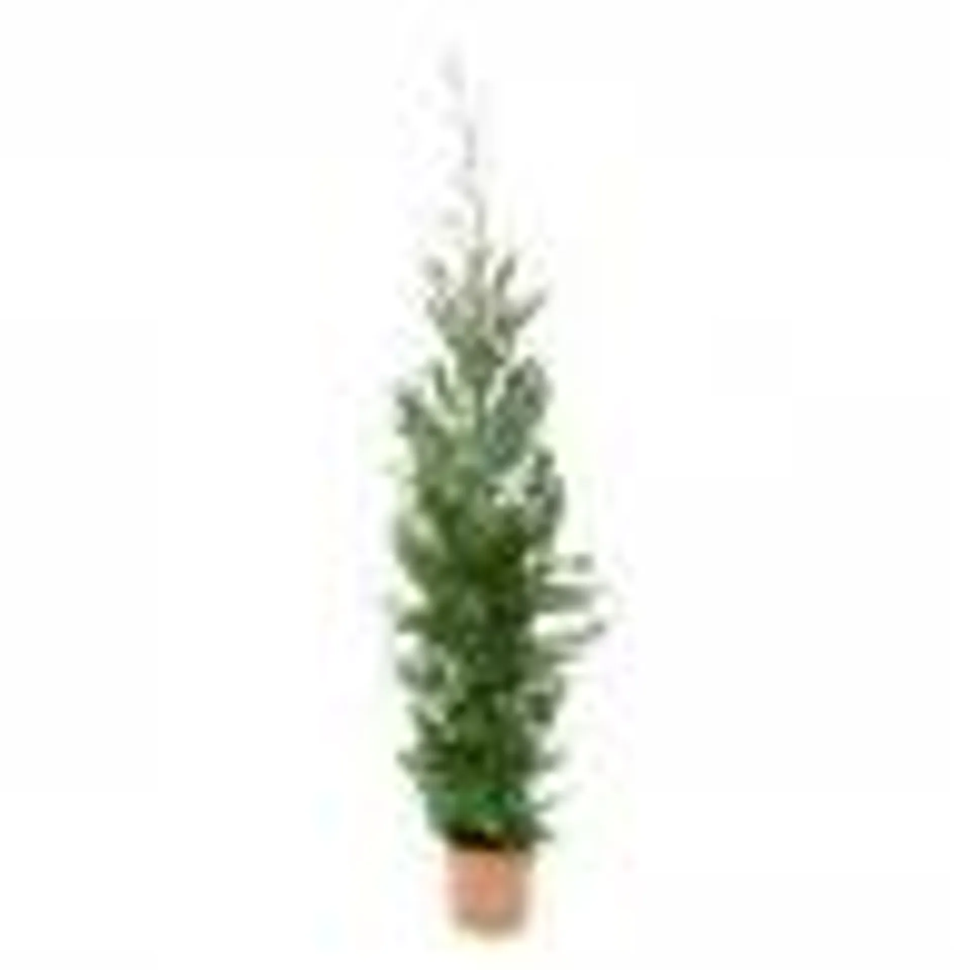 CIPRES HIBRIDO CUPRESSUS LEYLANDII