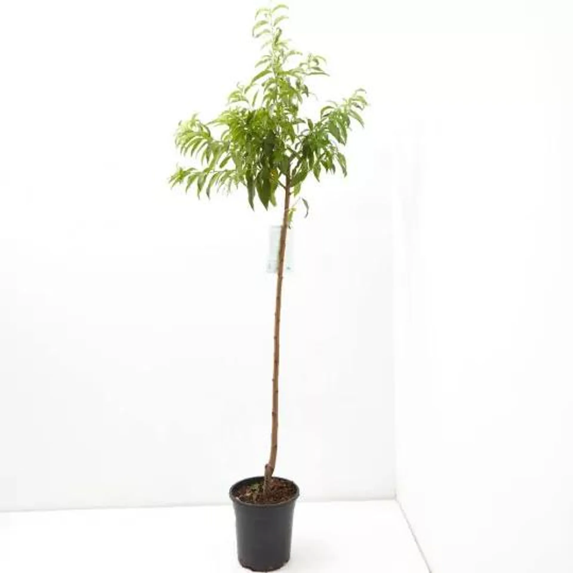 MELOCOTONERO TARDÍO MACETA 10L