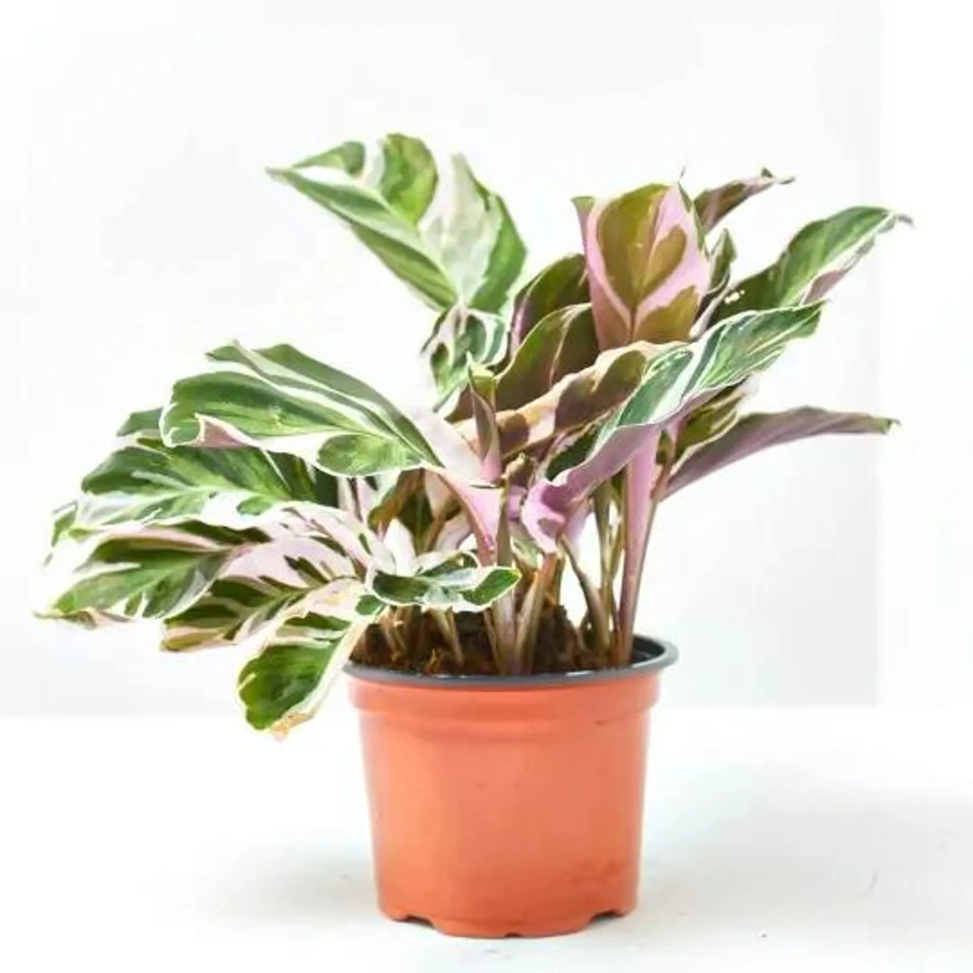 CALATHEA FUSION WHITE MACETA 11CM