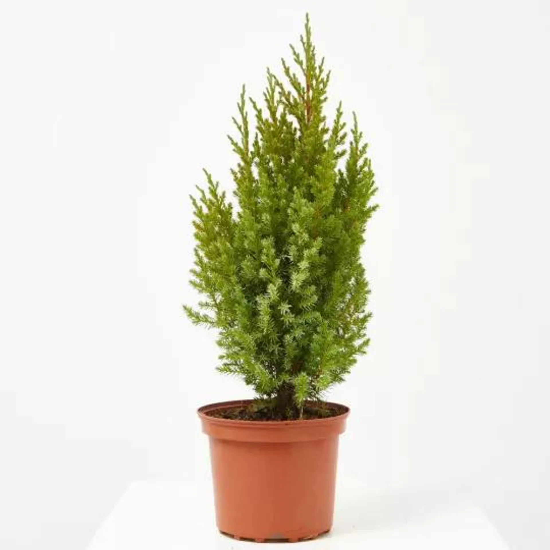 JUNIPERUS CHINENSIS MACETA 3 LITROS