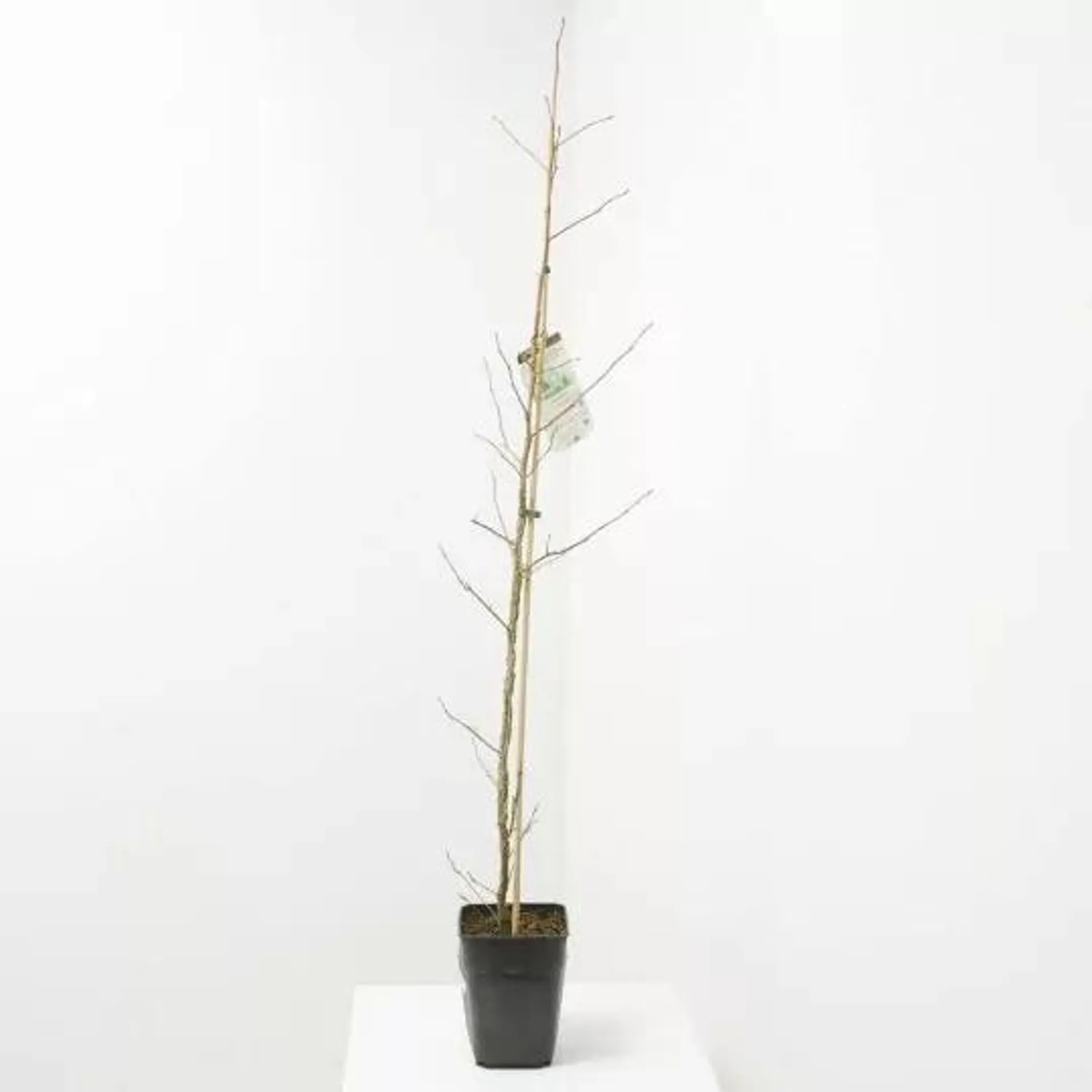 LIQUIDAMBAR FUTUR TREE 5L