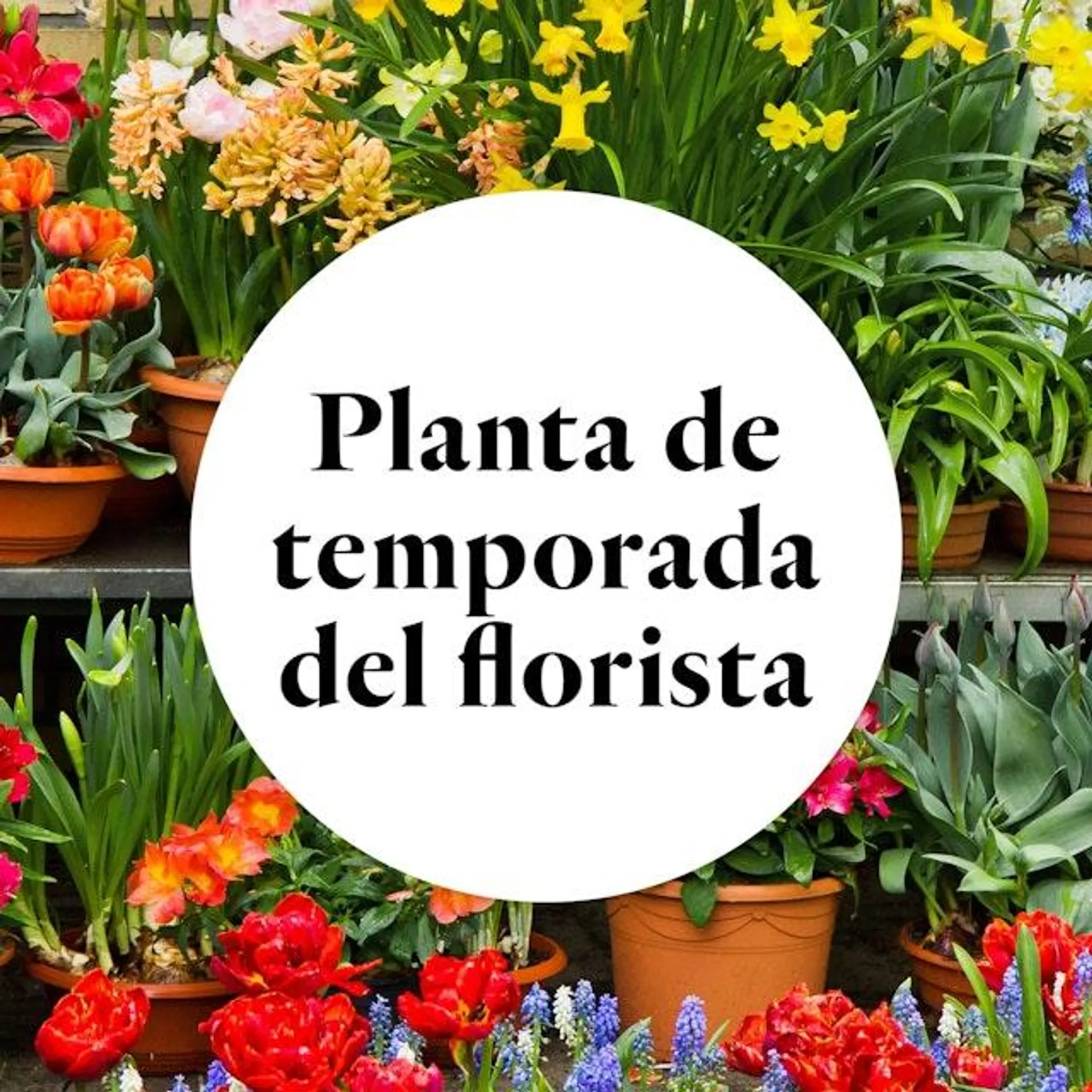 Planta del florista