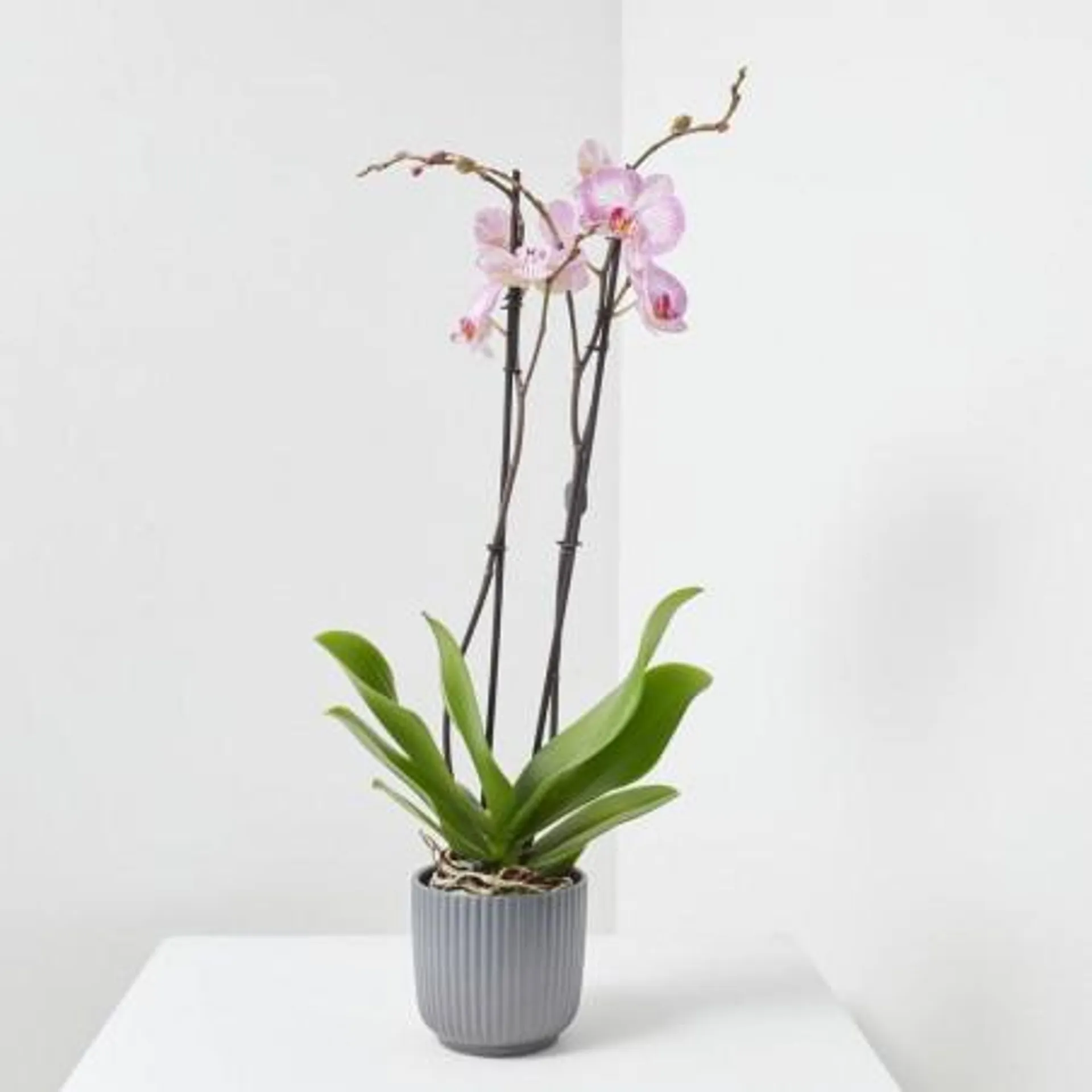 LOTE PHALAENOPSIS + MACETA LUNA ANTRACITA