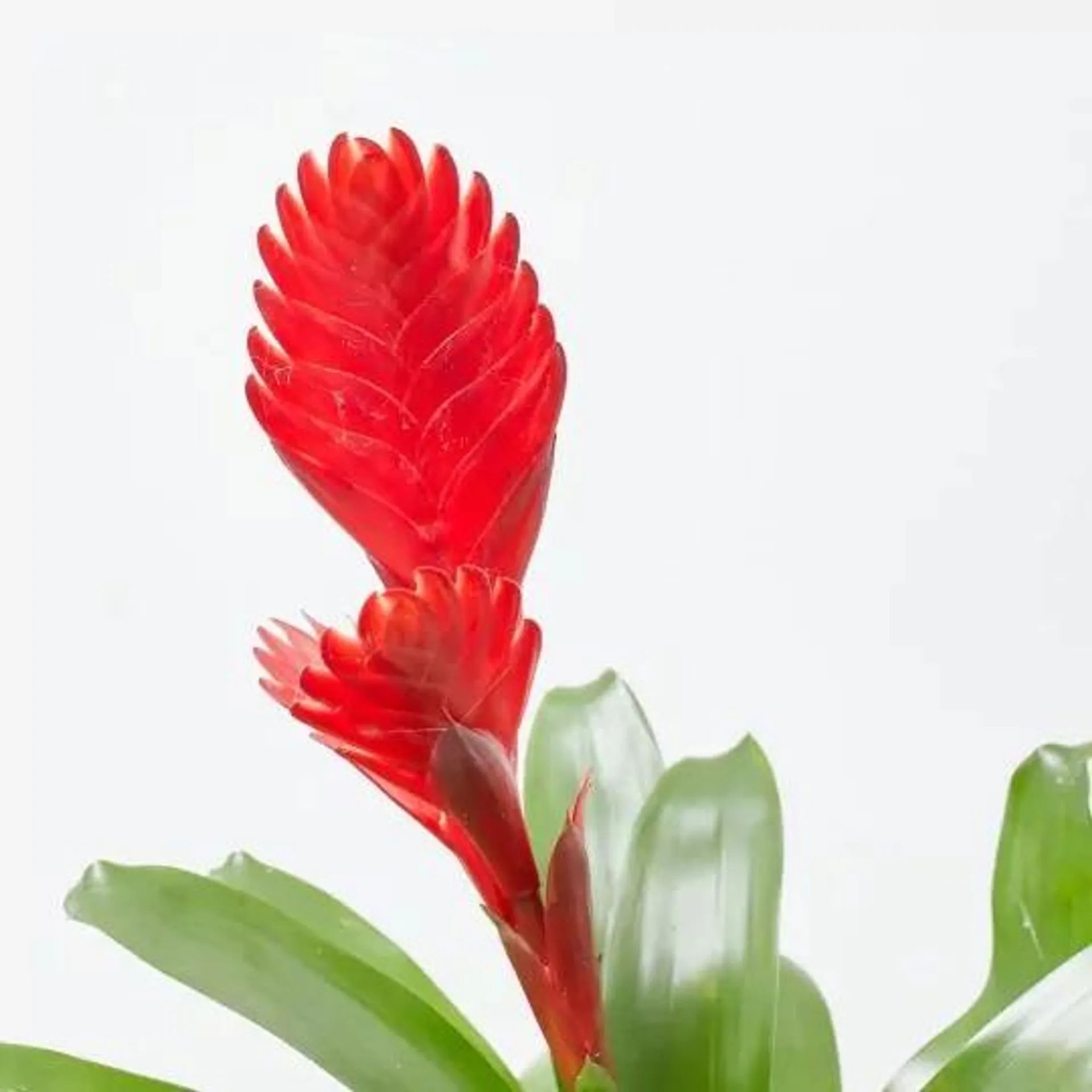 BROMELIA MACETA 9CM