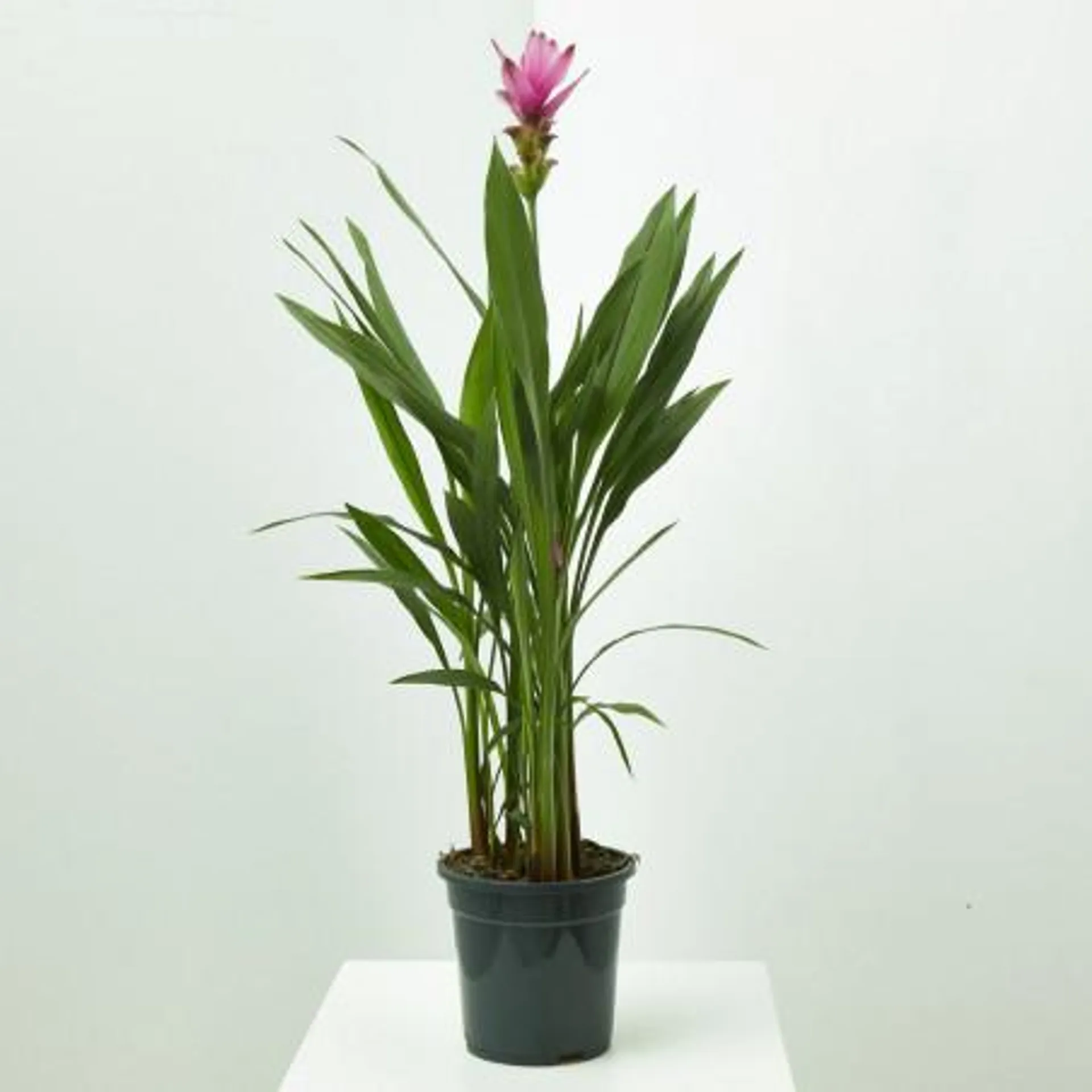 CURCUMA MACETA 15CM