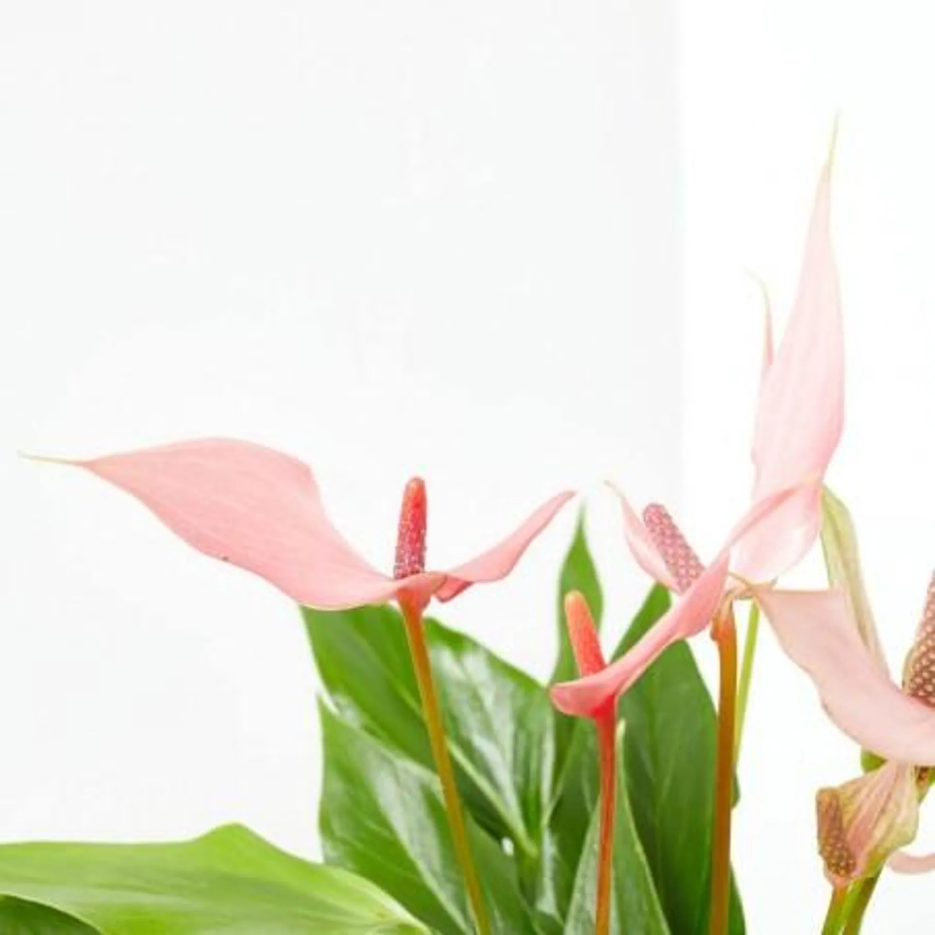 ANTHURIUM LILLI MACETA 14CM