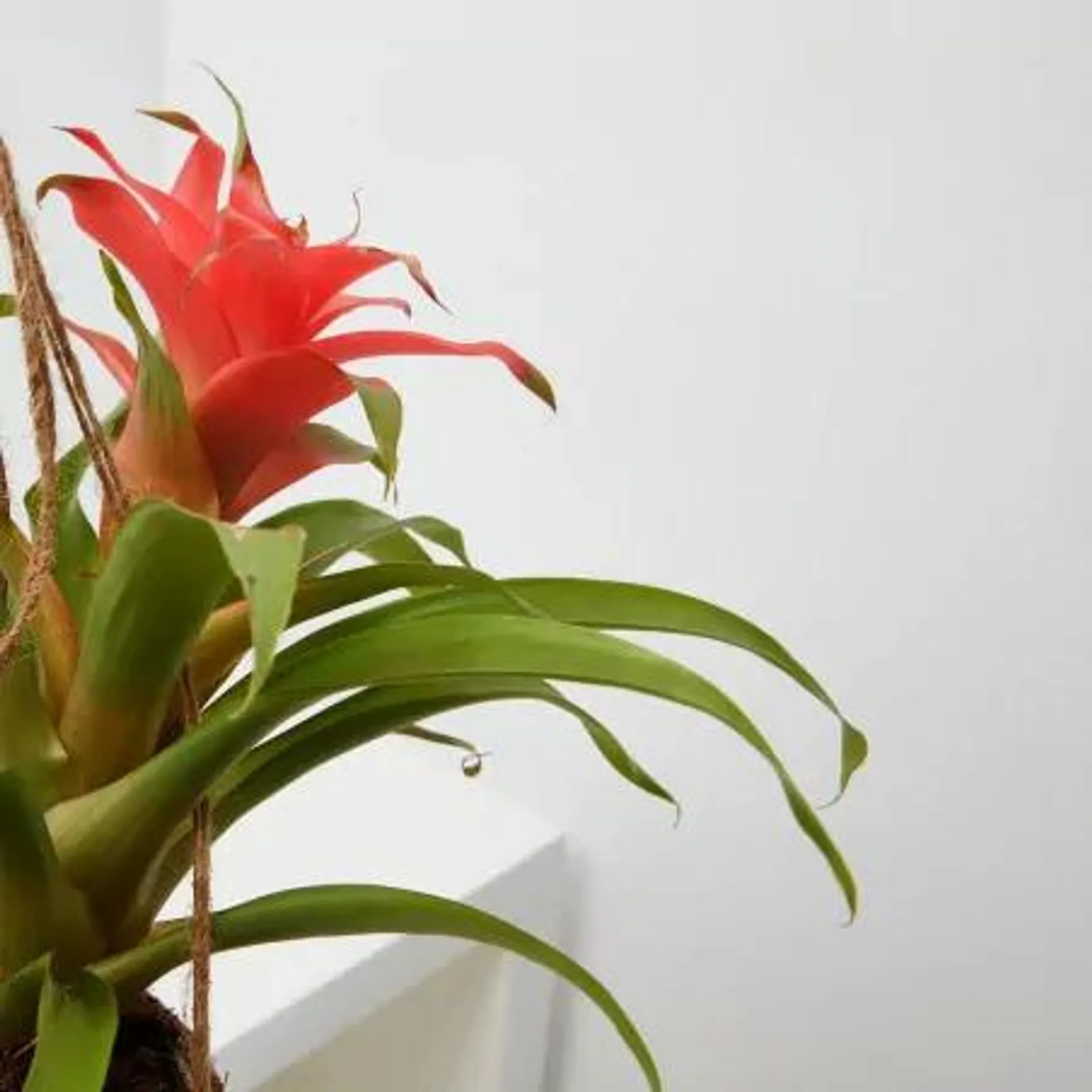 BROMELIA KOKEDAMA M-12