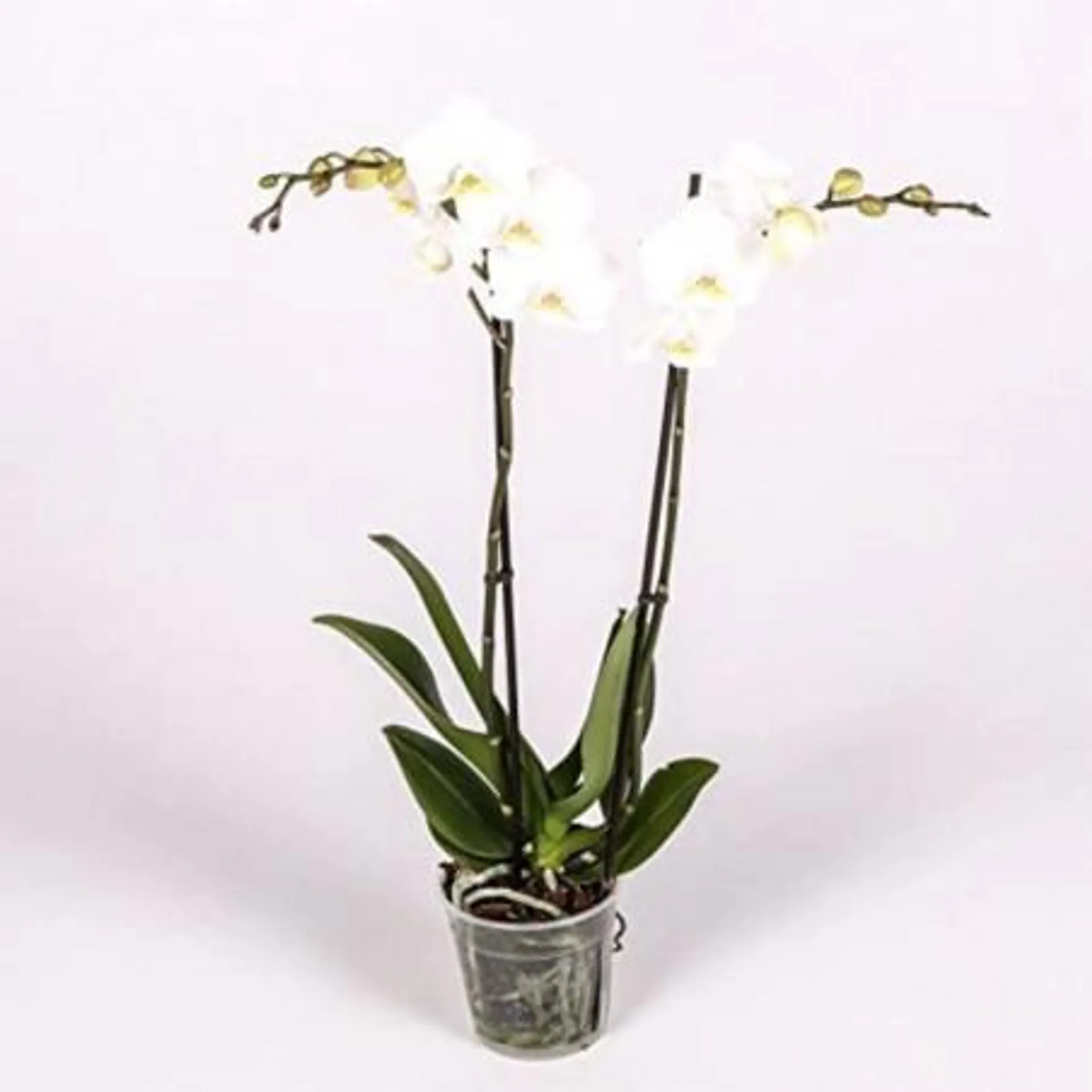 ORQUÍDEA PHALAENOPSIS 2 TALLO MACETA 12CM SURTIDO VARIADO