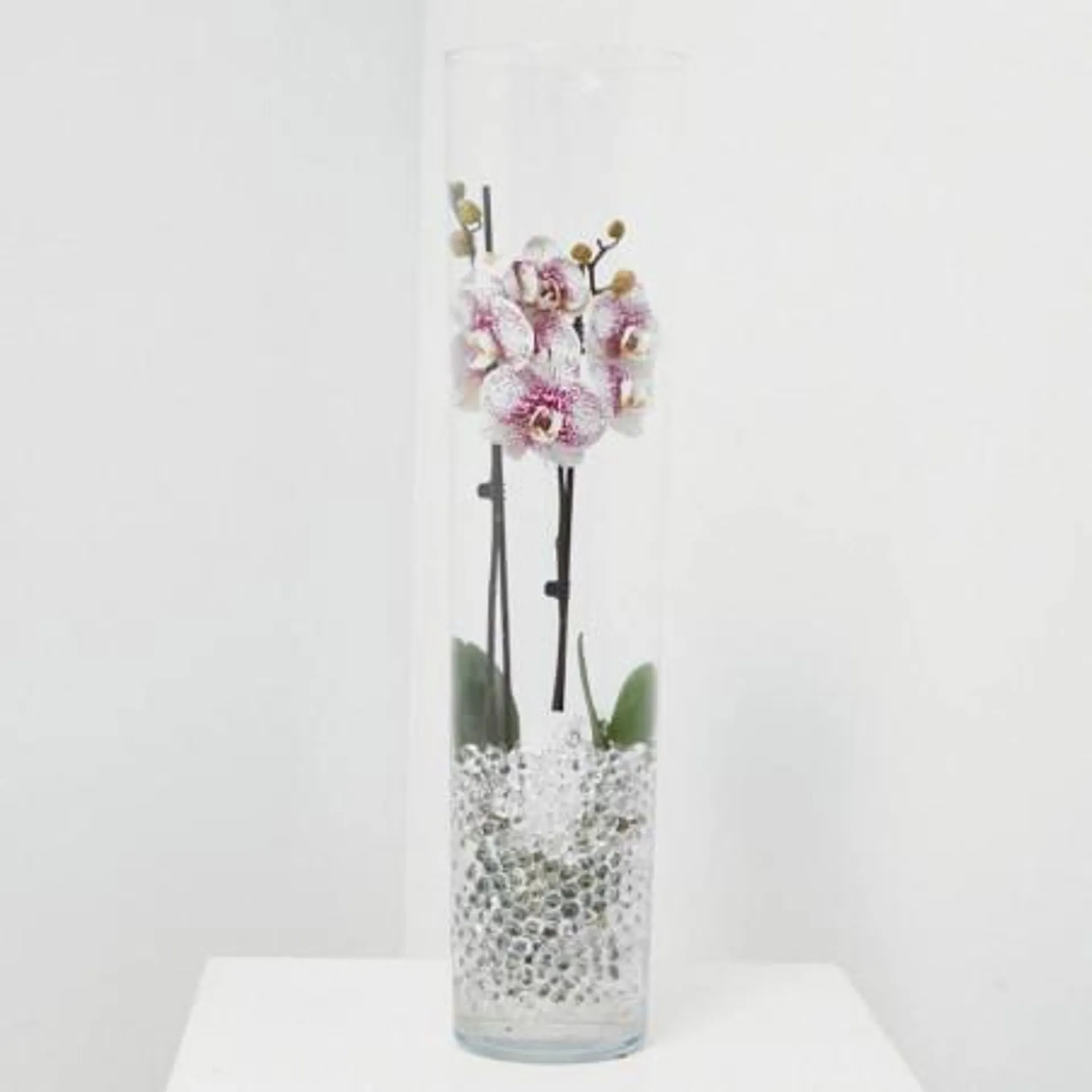 ORQUÍDEA PHALAENOPSIS 2 TALLOS CON JARRÓN CRISTAL 12CM