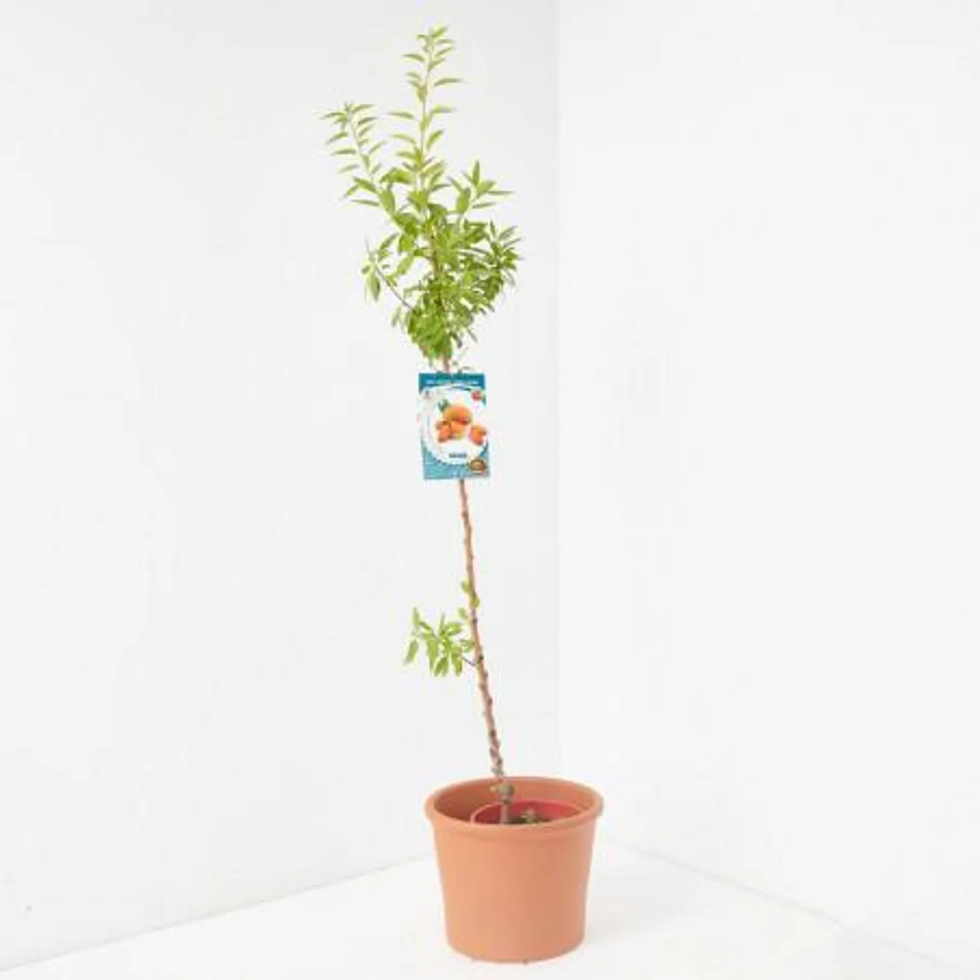 ALMENDRO 10L RESIDUO CERO VERDECORA