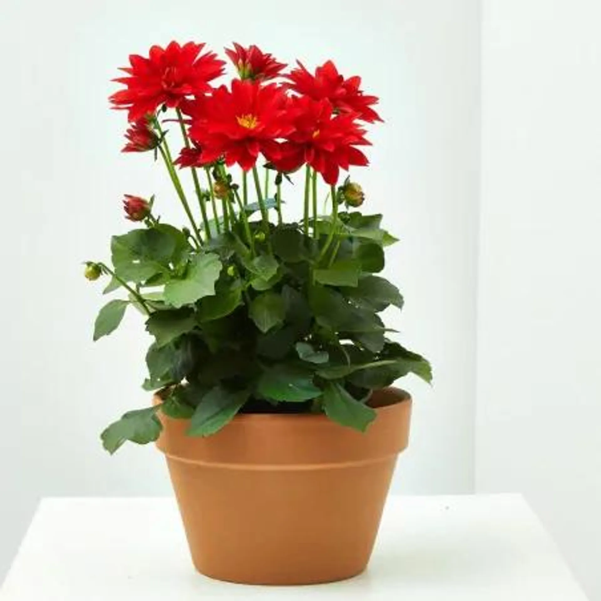 DAHLIA