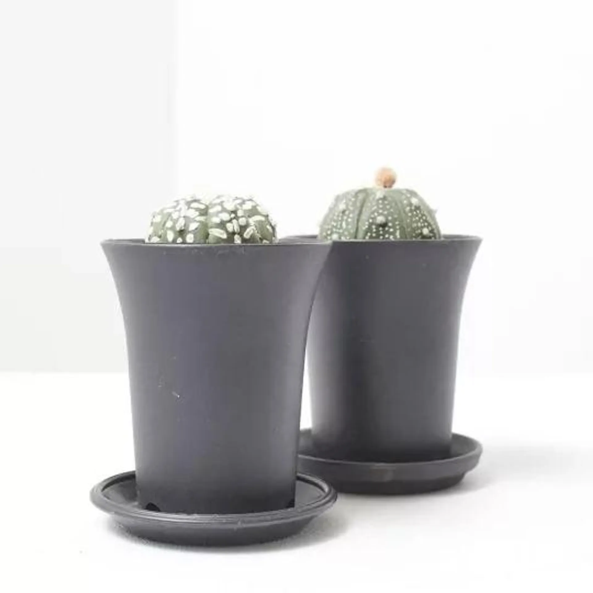ASTROPHYTUM ASTERIAS MACETA 7.5CM