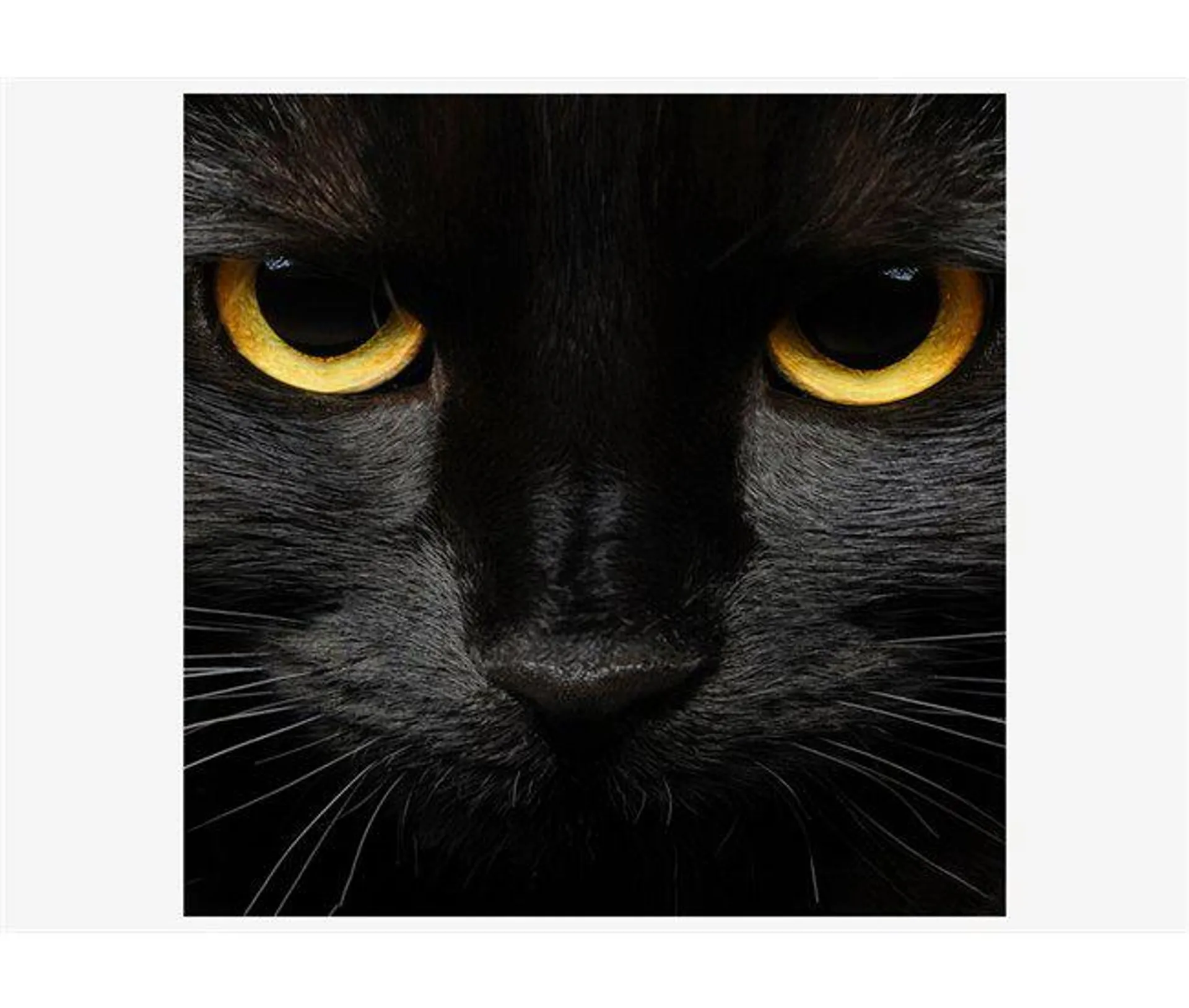 Canvas BLACK CAT marca CONFORAMA
