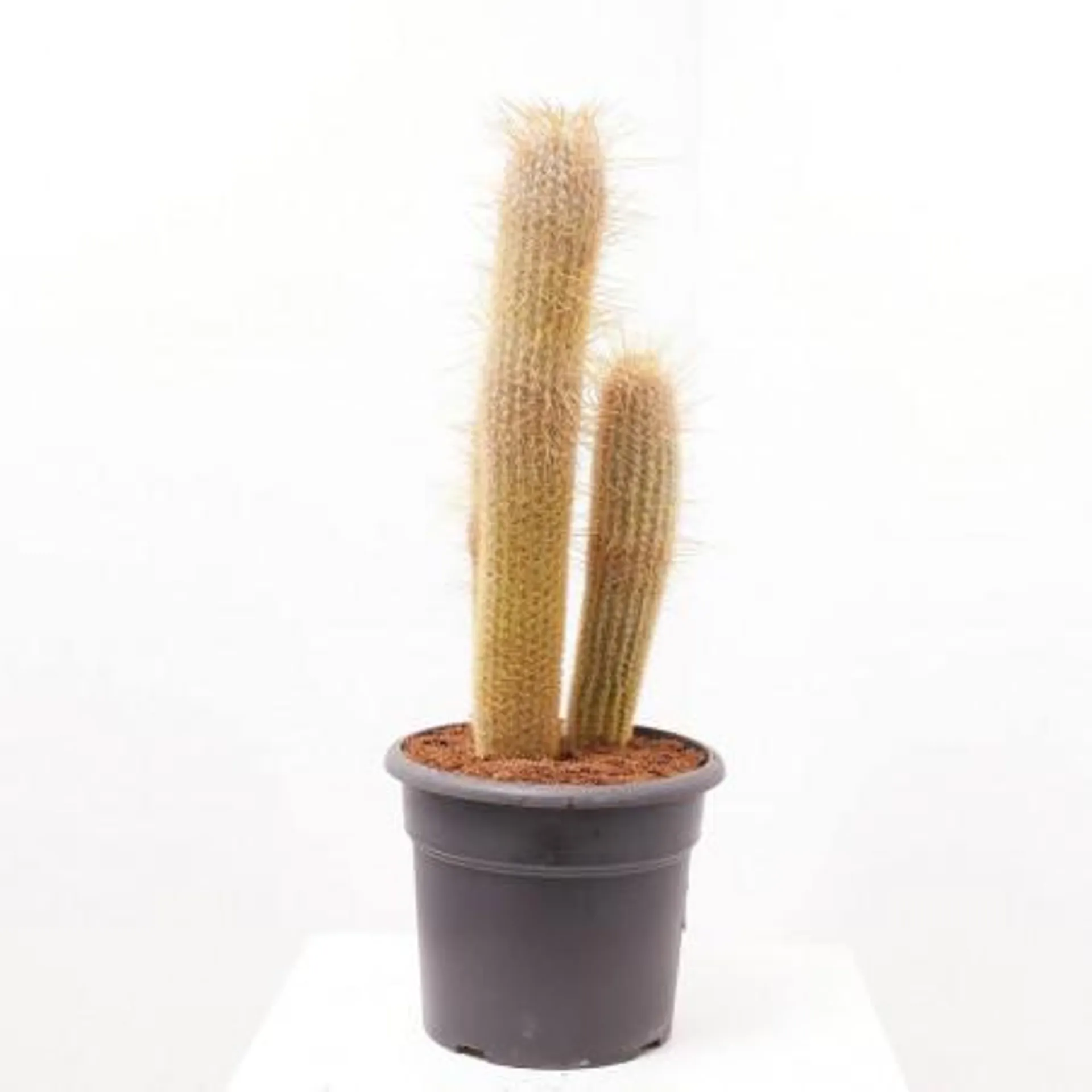 CACTUS MIX MACETA 27CM