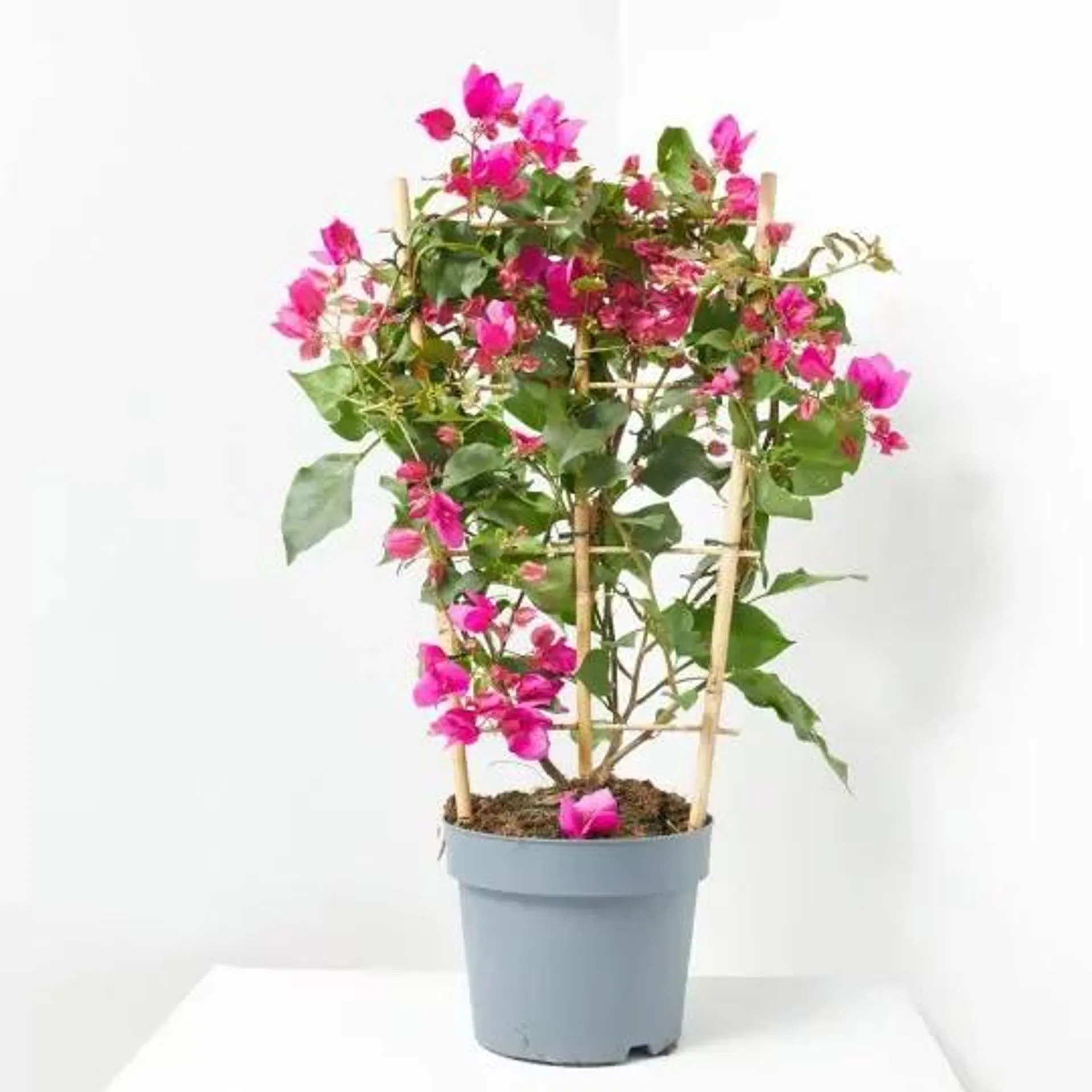 BOUGANVILLA ESPALDERA MACETA 21CM