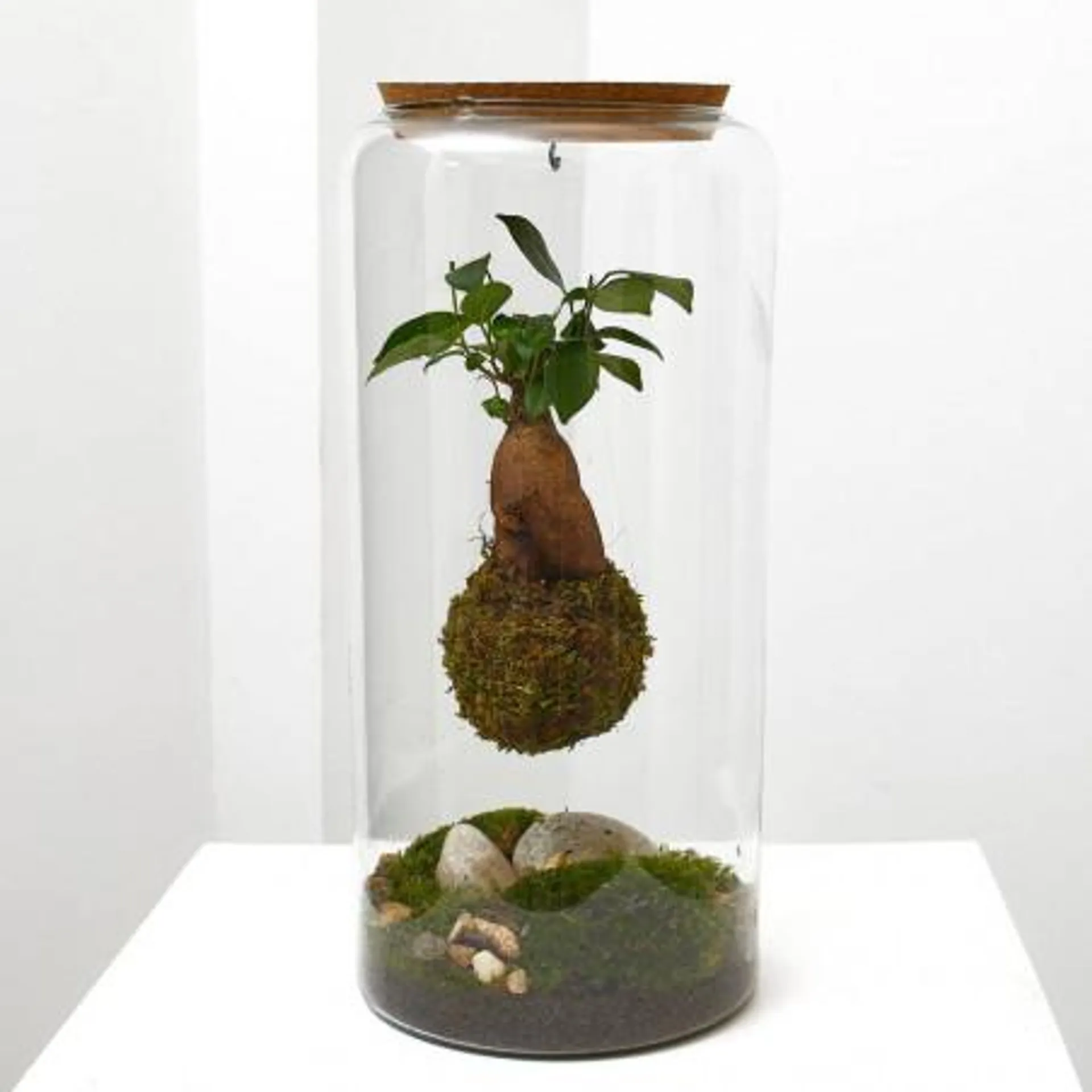 GINSENG KOKEDAMA SUSPENDIDO